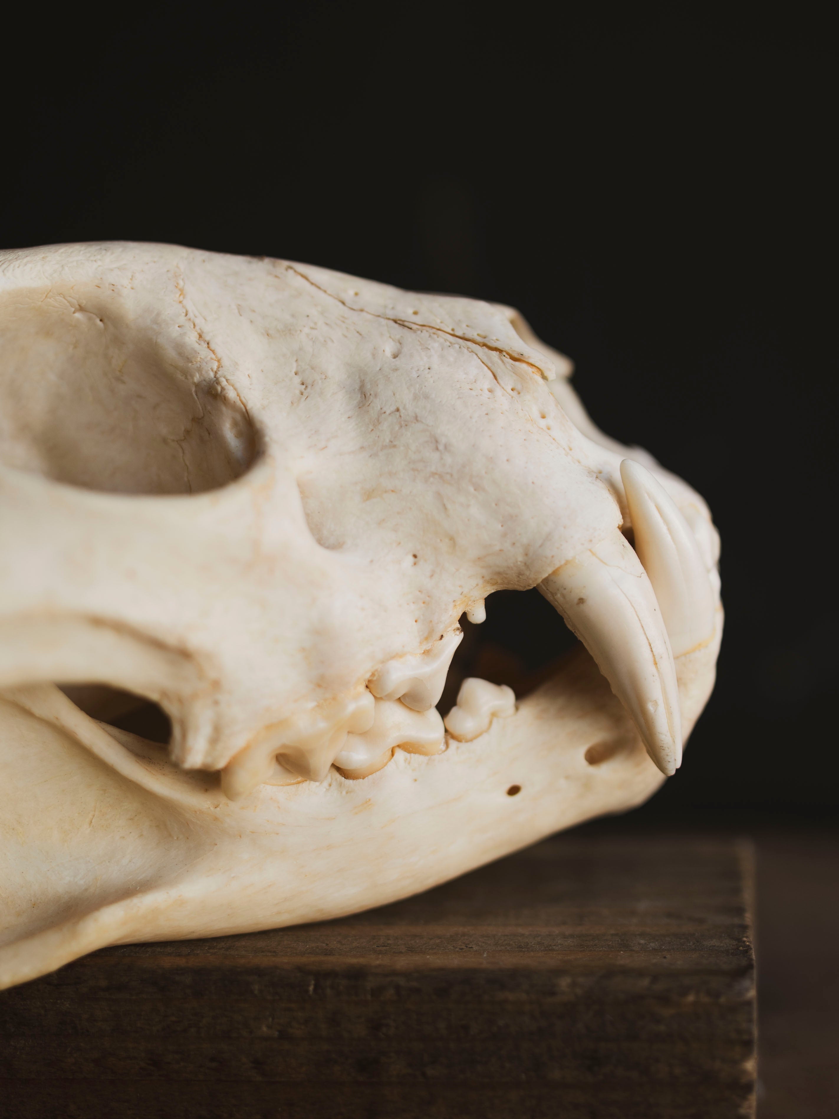African Leopard Skull, SB921