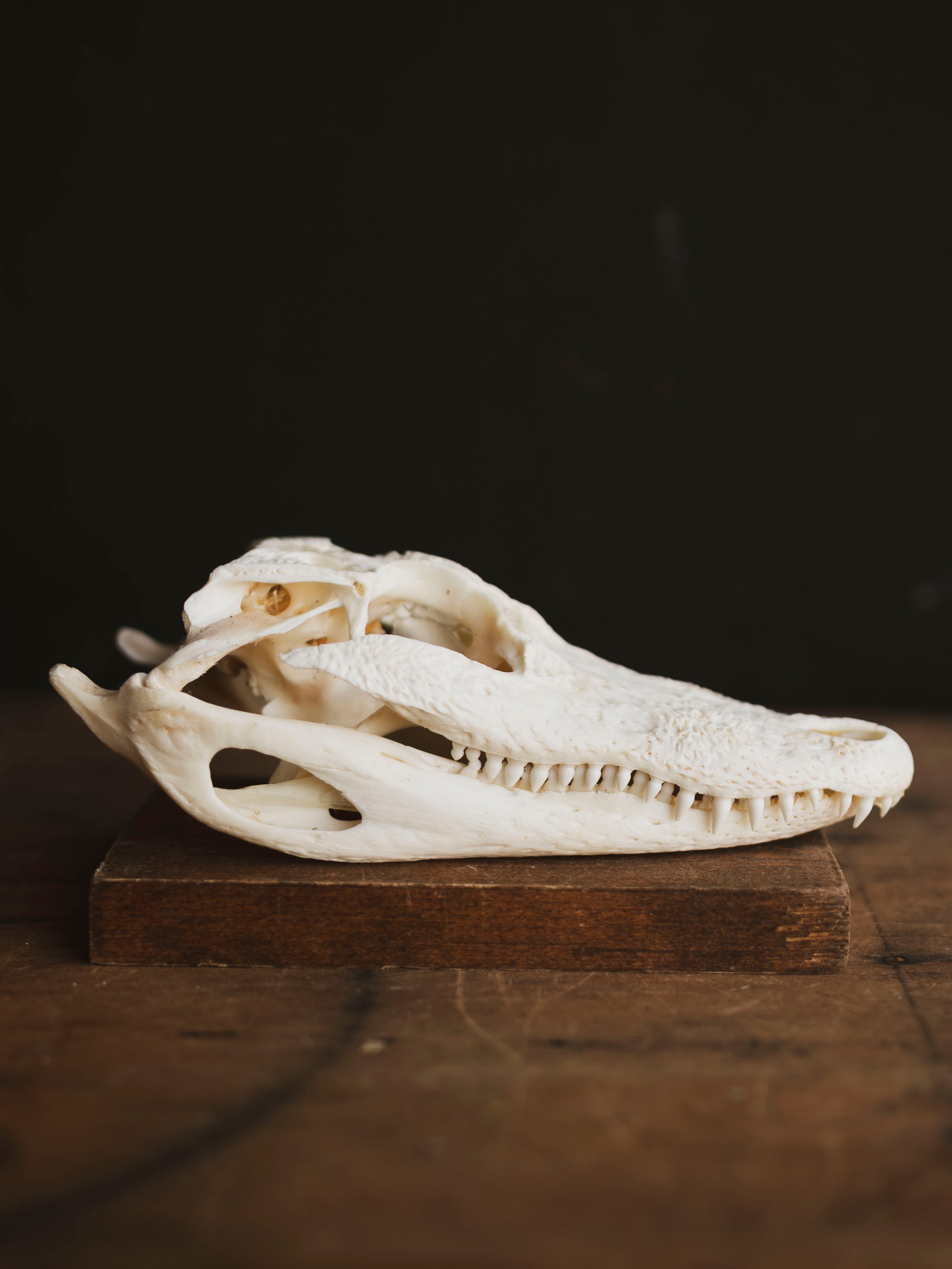 7.5" American Alligator Skull, SB343
