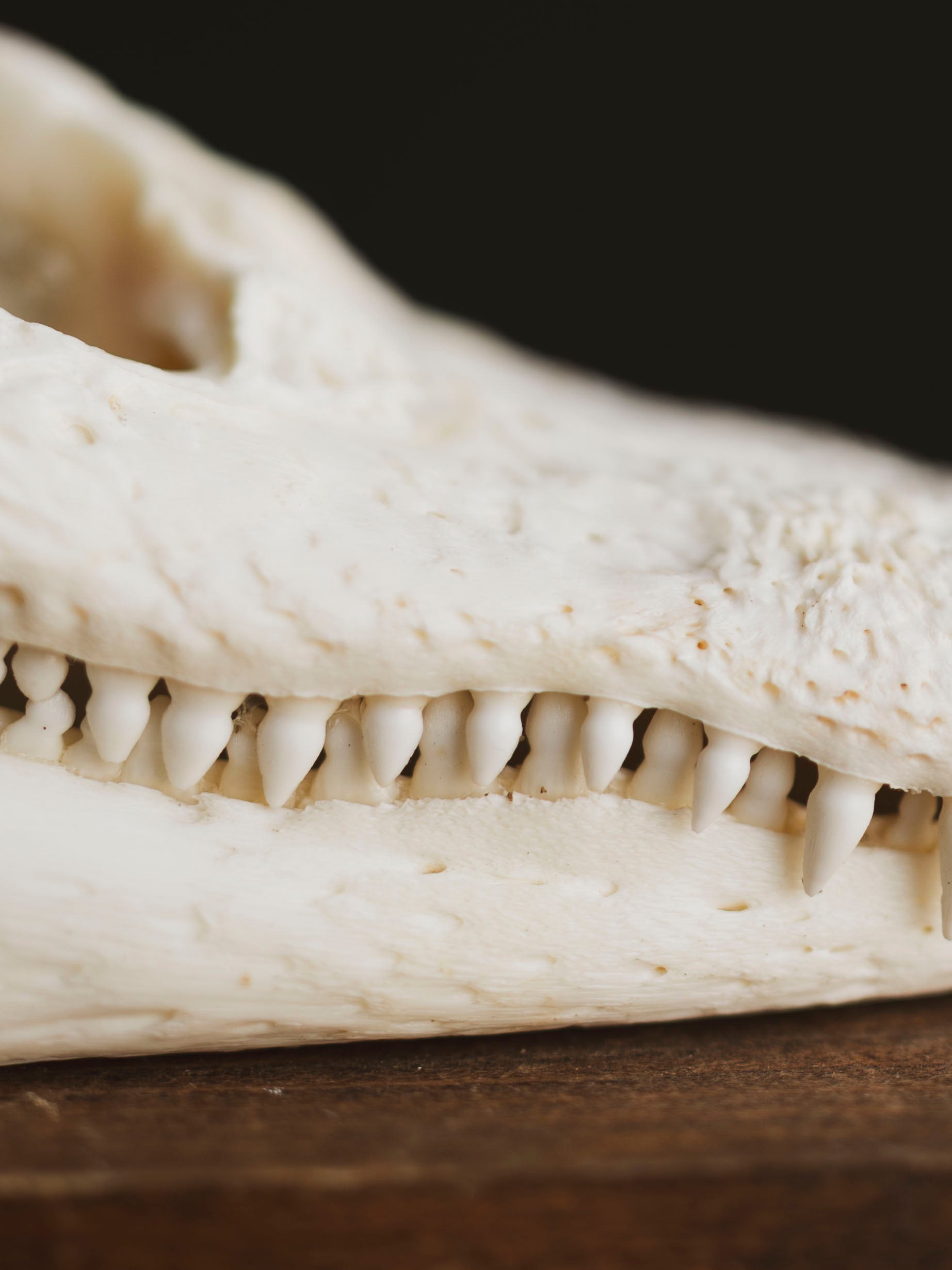 7.5" American Alligator Skull, SB343