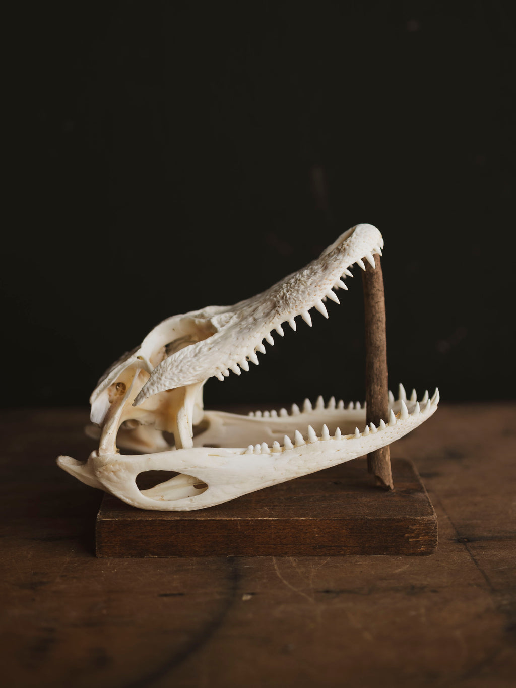7.5" American Alligator Skull, SB343
