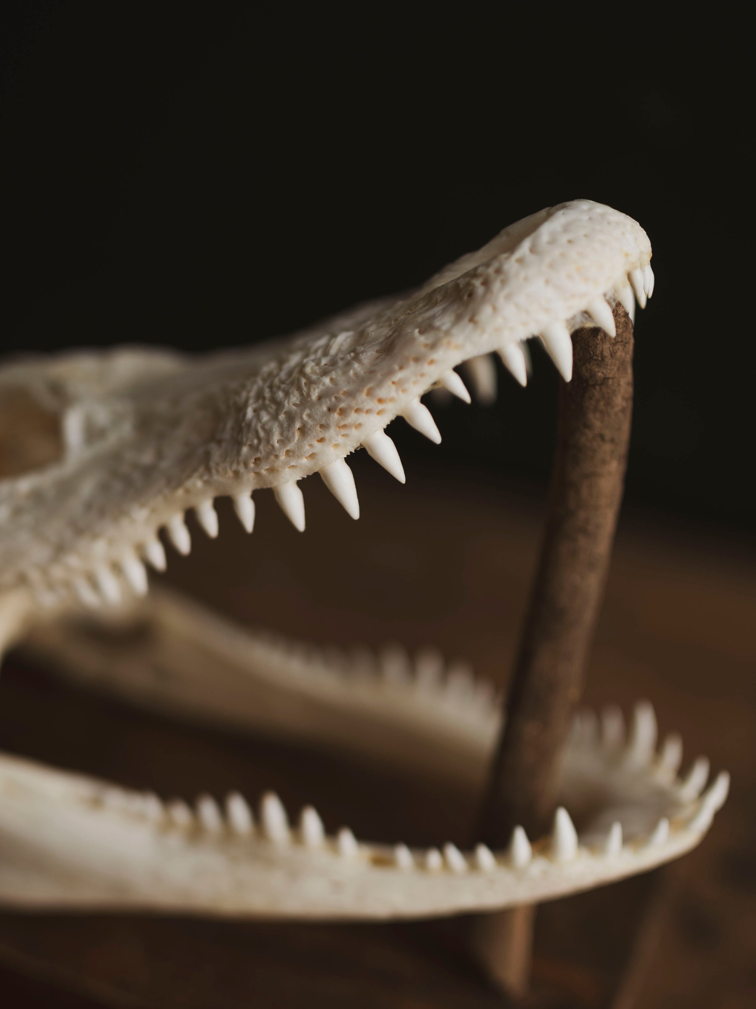 7.5" American Alligator Skull, SB343