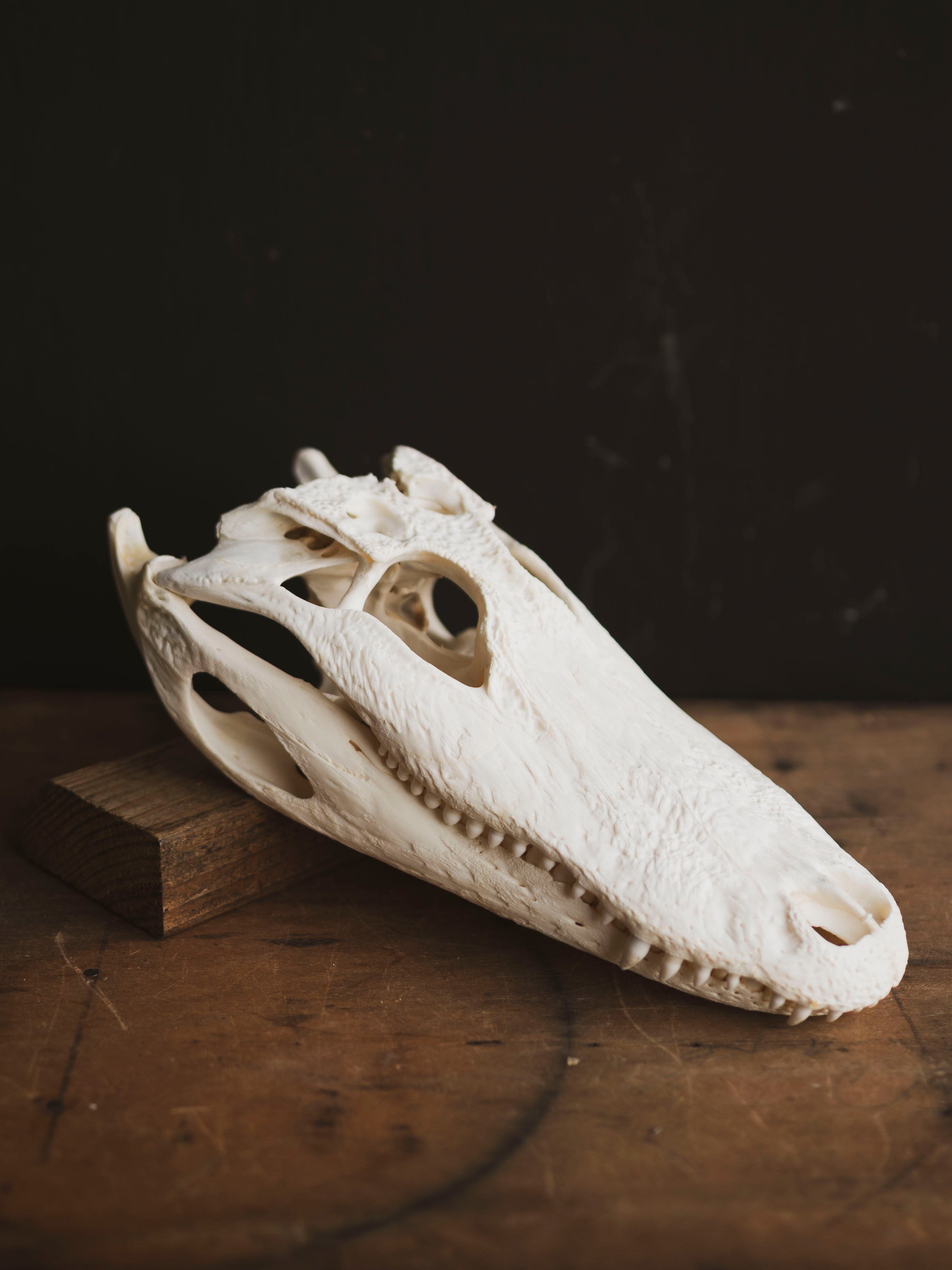 12.5" American Alligator Skull, SB695