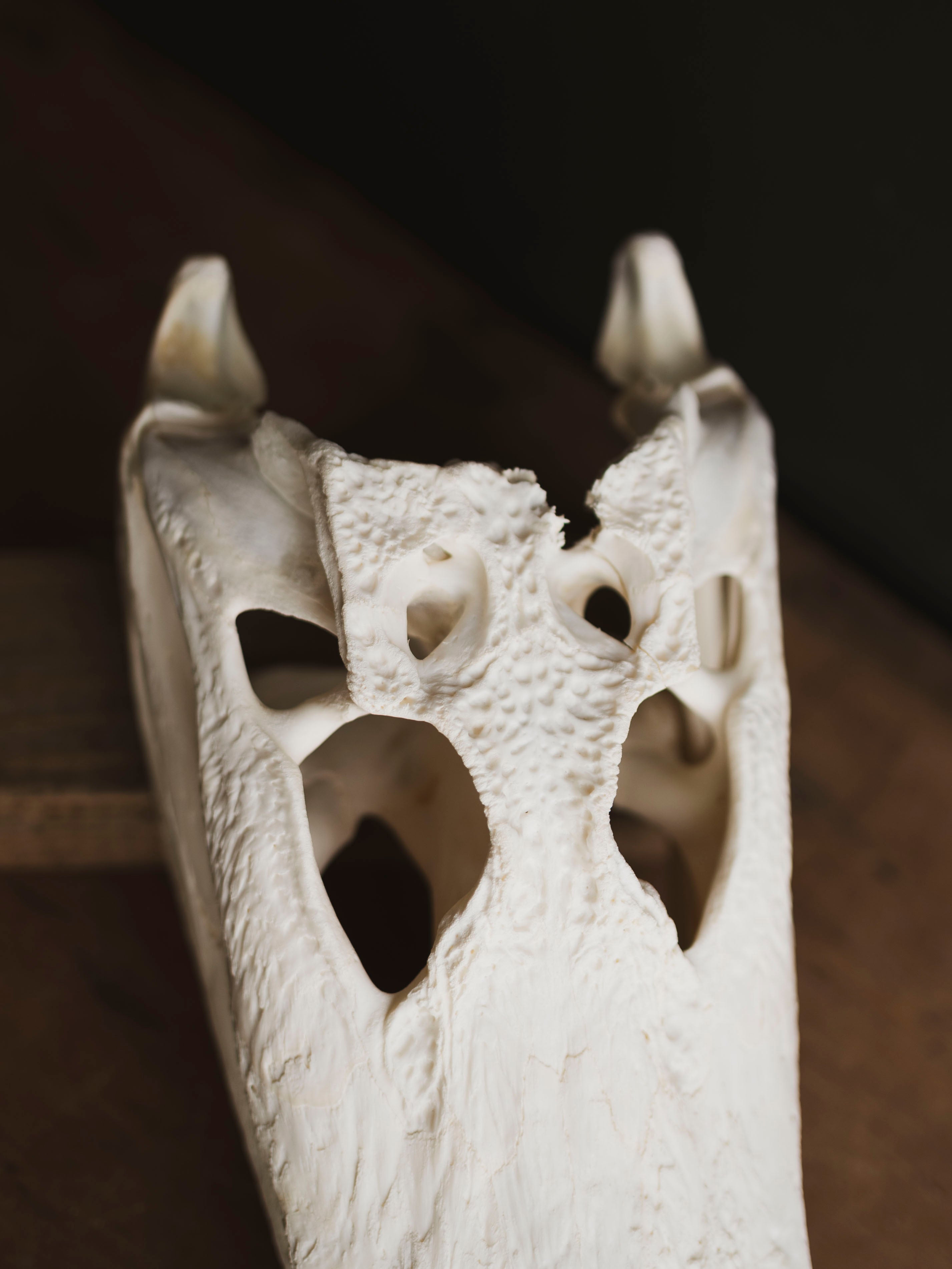 12.5" American Alligator Skull, SB695