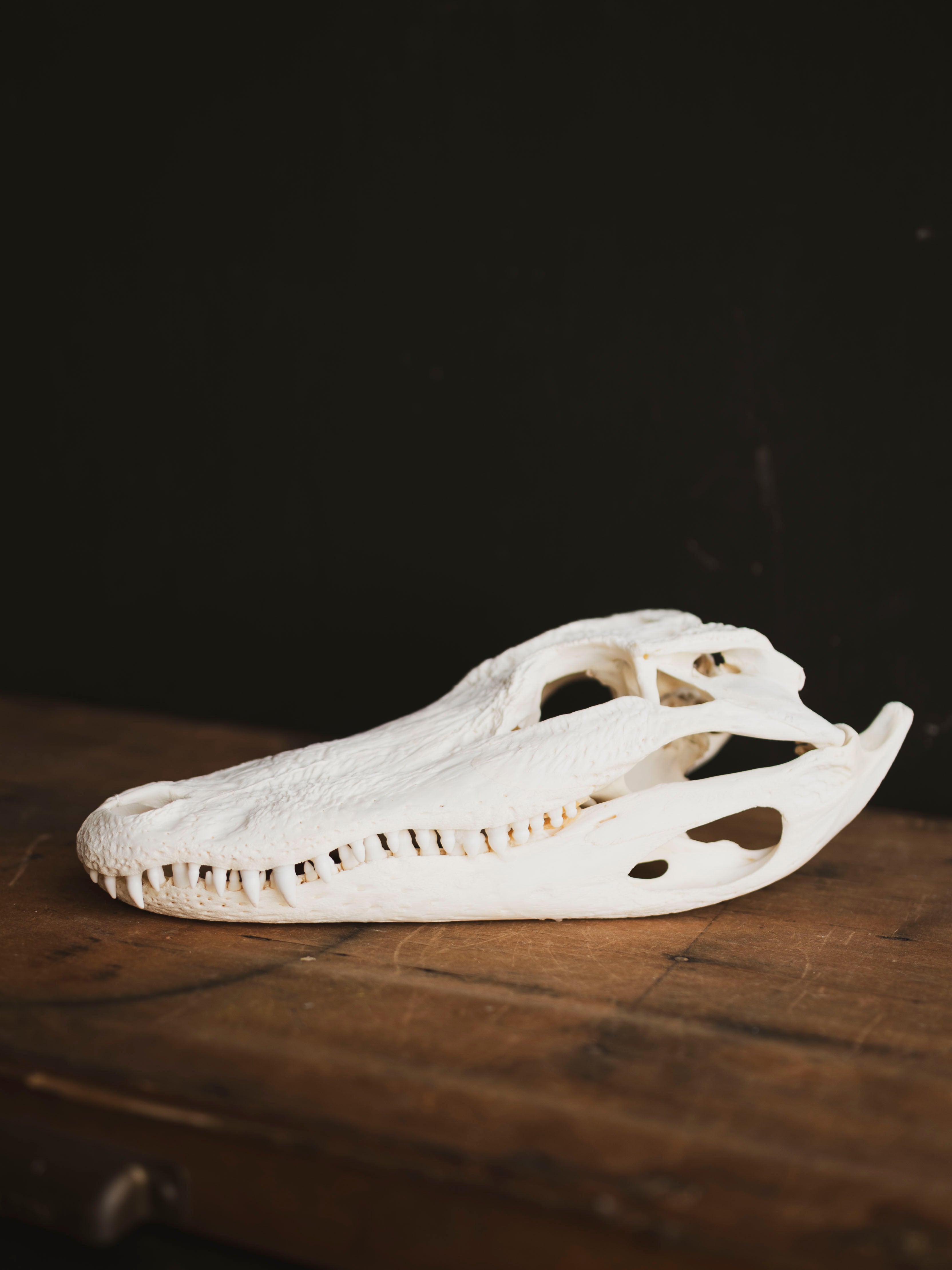 12.5" American Alligator Skull, SB695