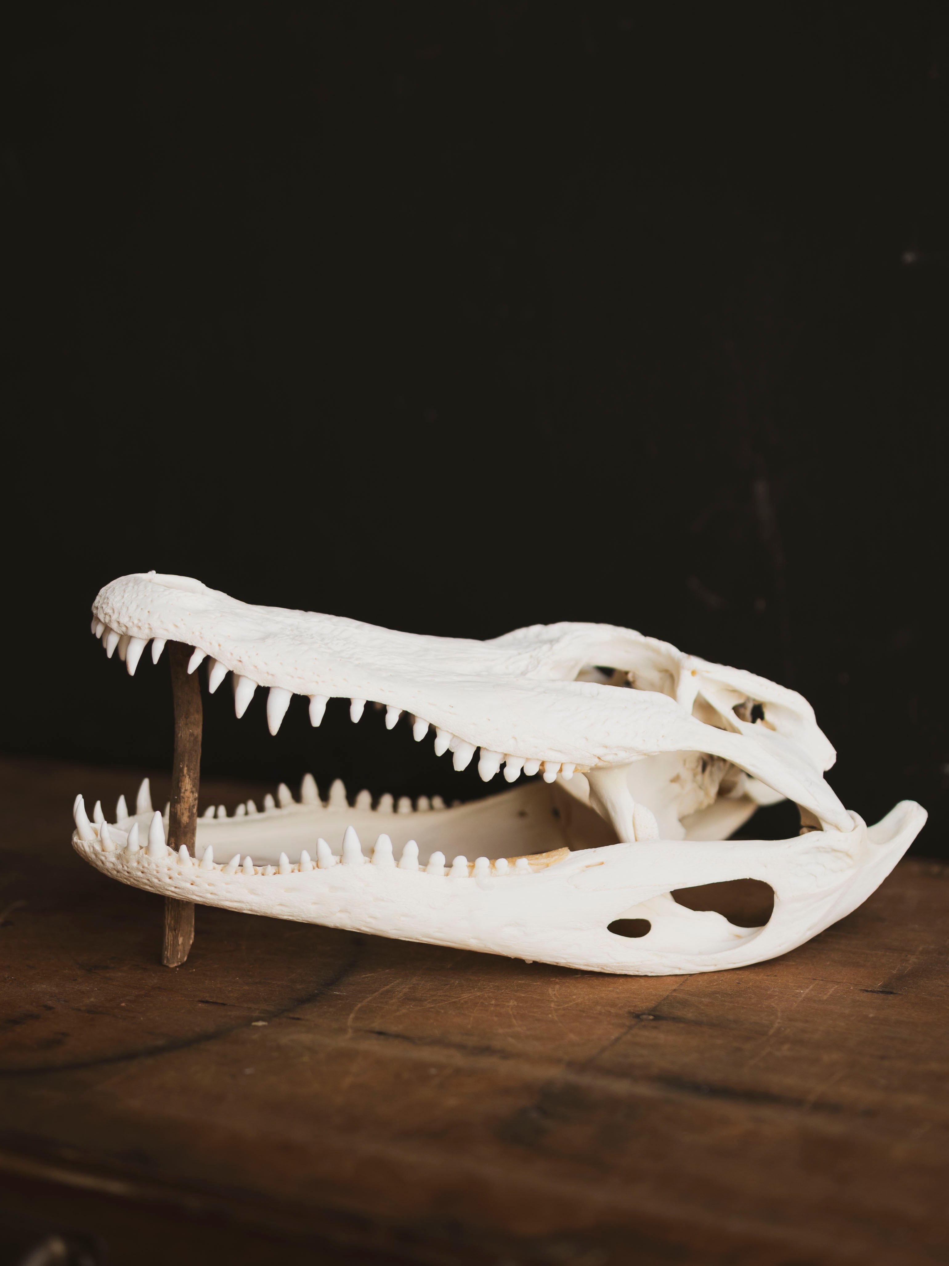 12.5" American Alligator Skull, SB695