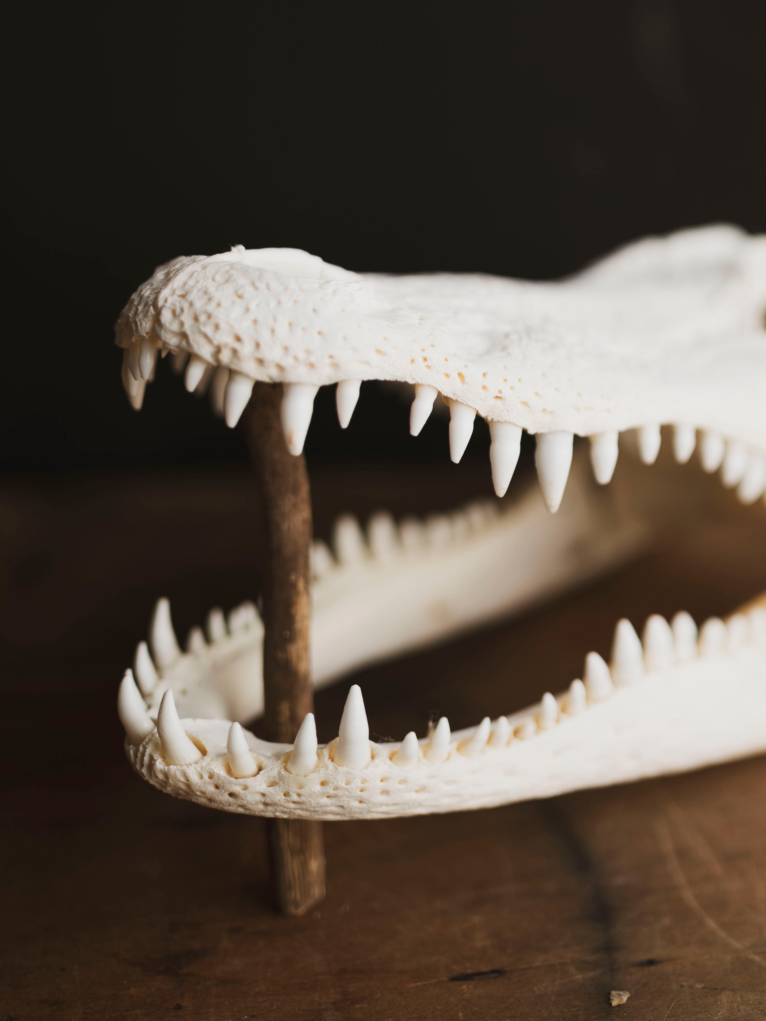 12.5" American Alligator Skull, SB695