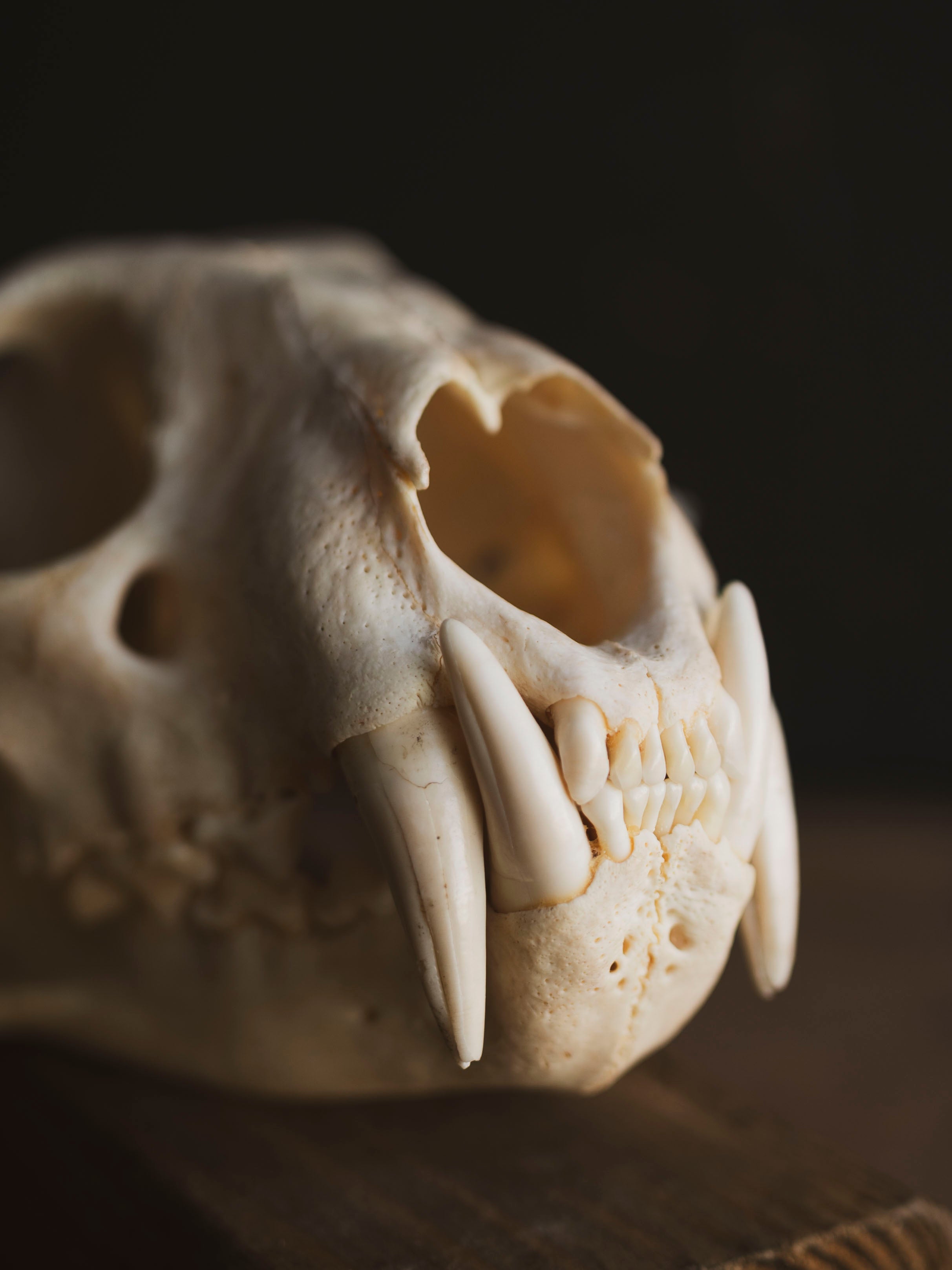 African Leopard Skull, SB921