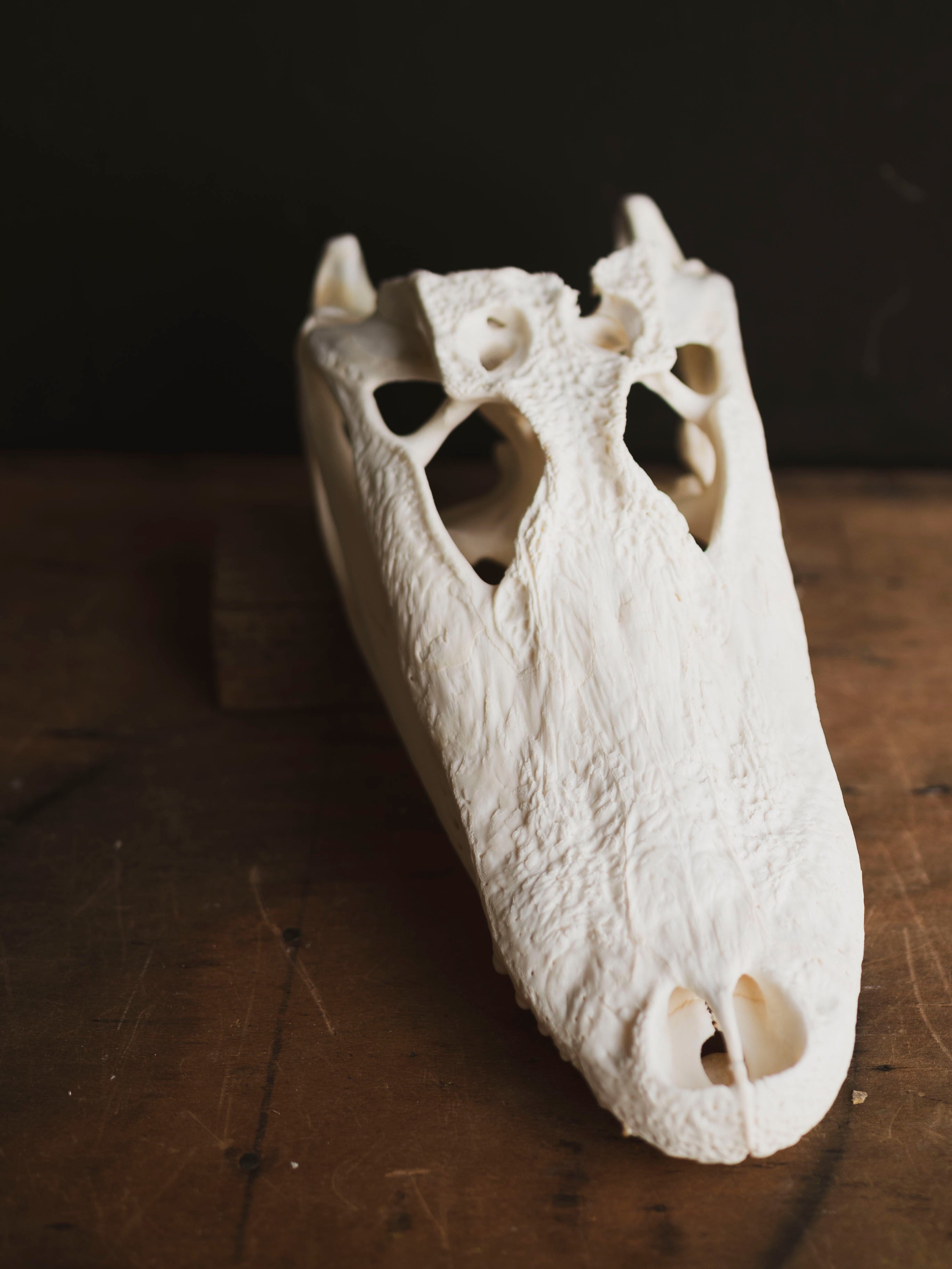 12.5" American Alligator Skull, SB695