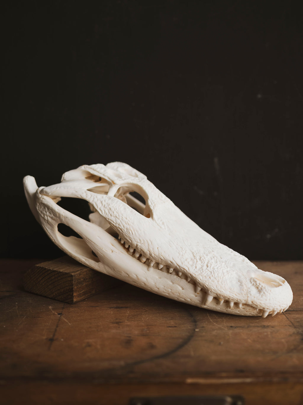 15" American Alligator Skull, SB418