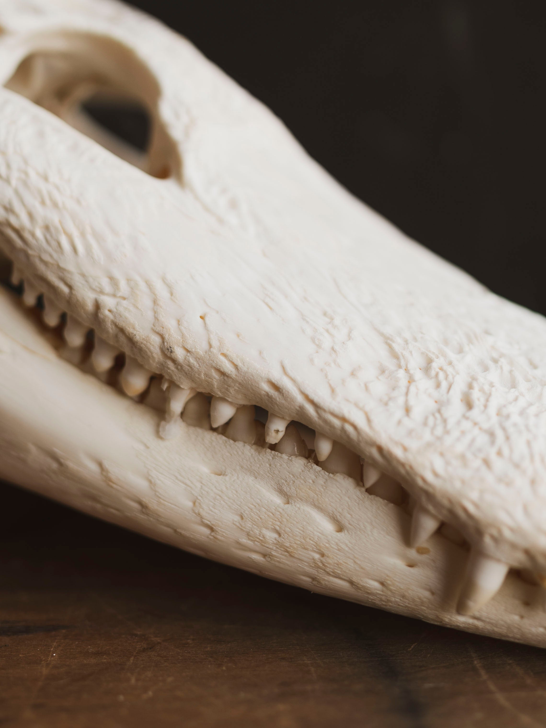 15" American Alligator Skull, SB418