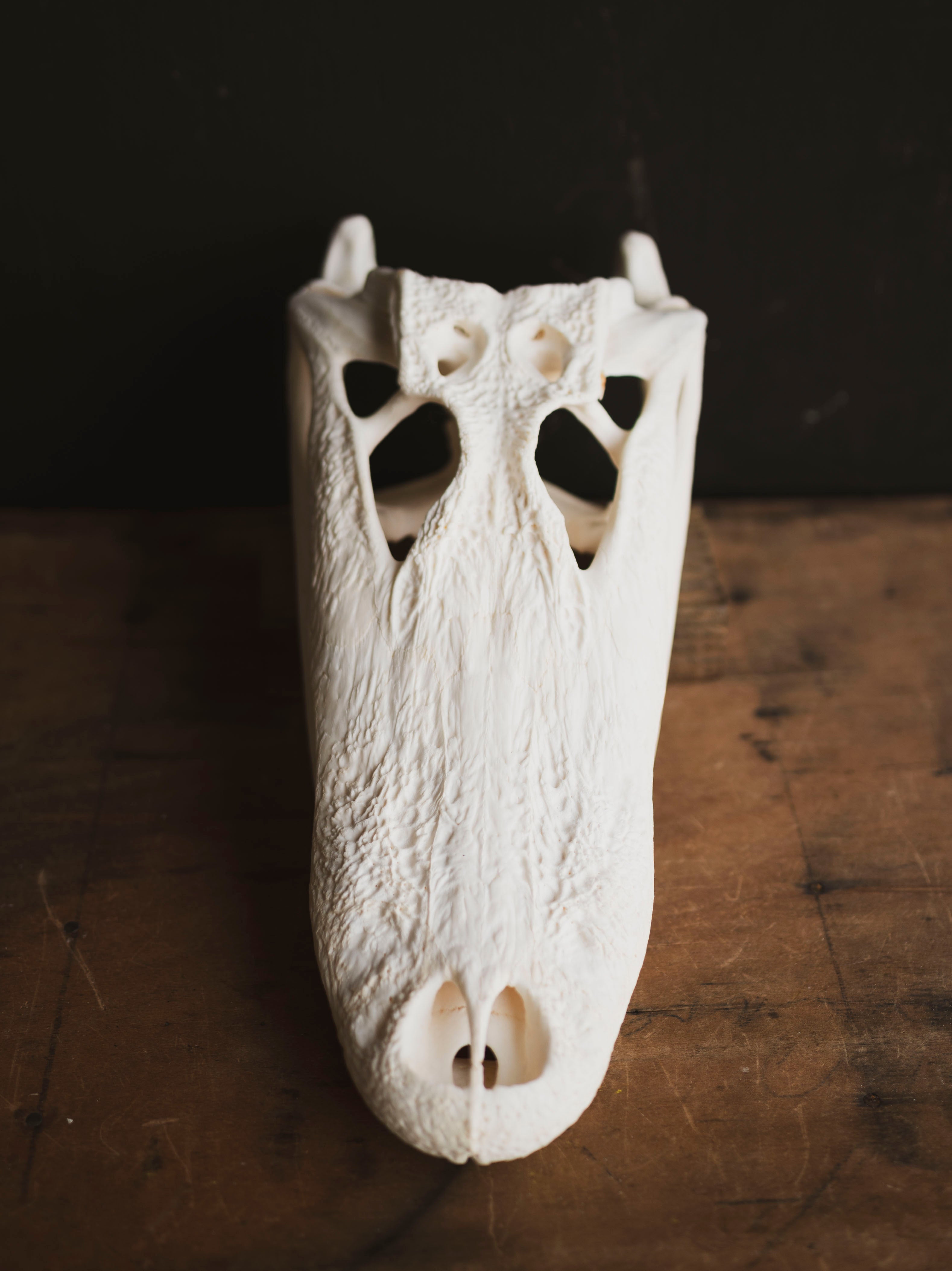 15" American Alligator Skull, SB418