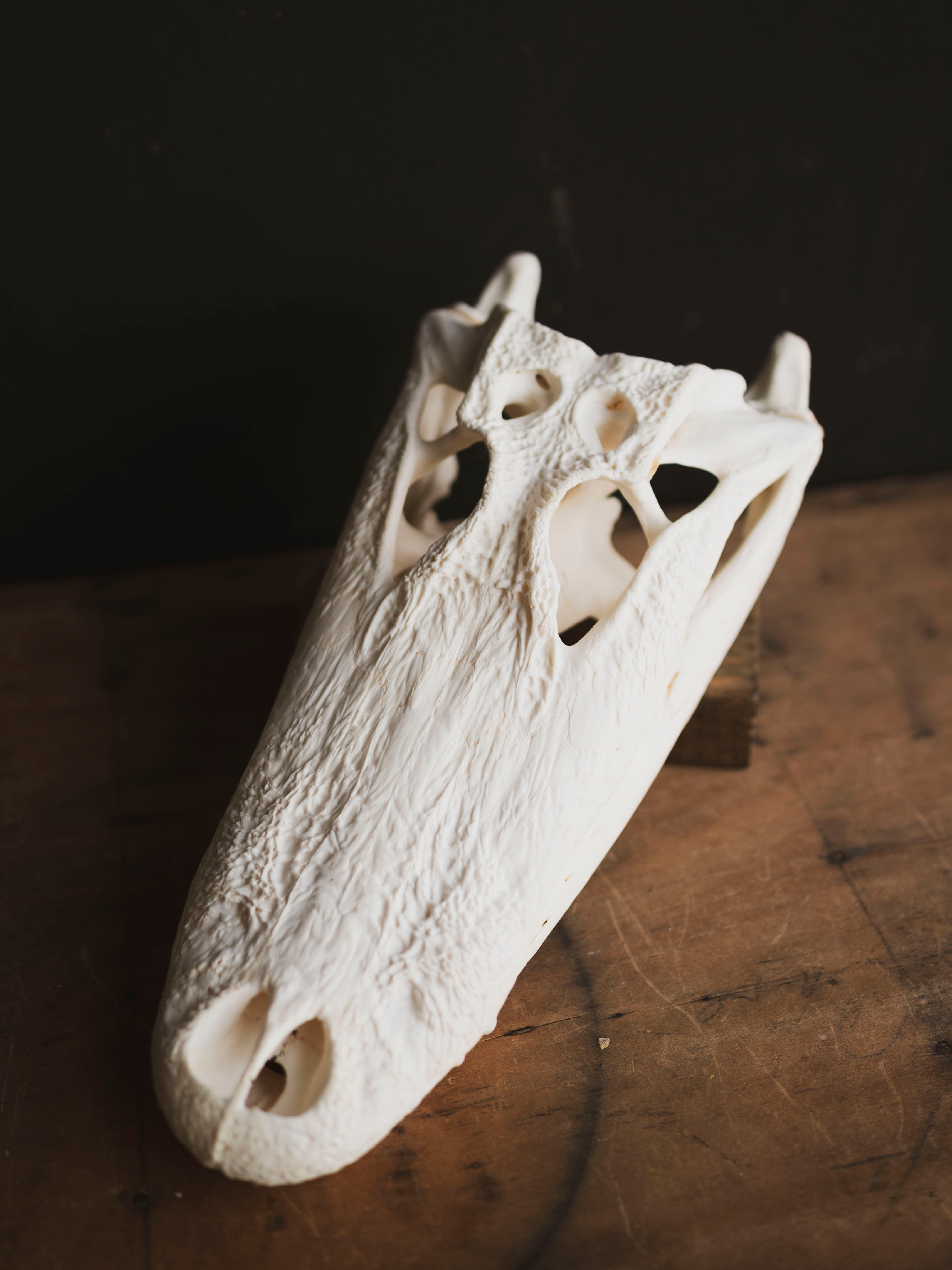 15" American Alligator Skull, SB418