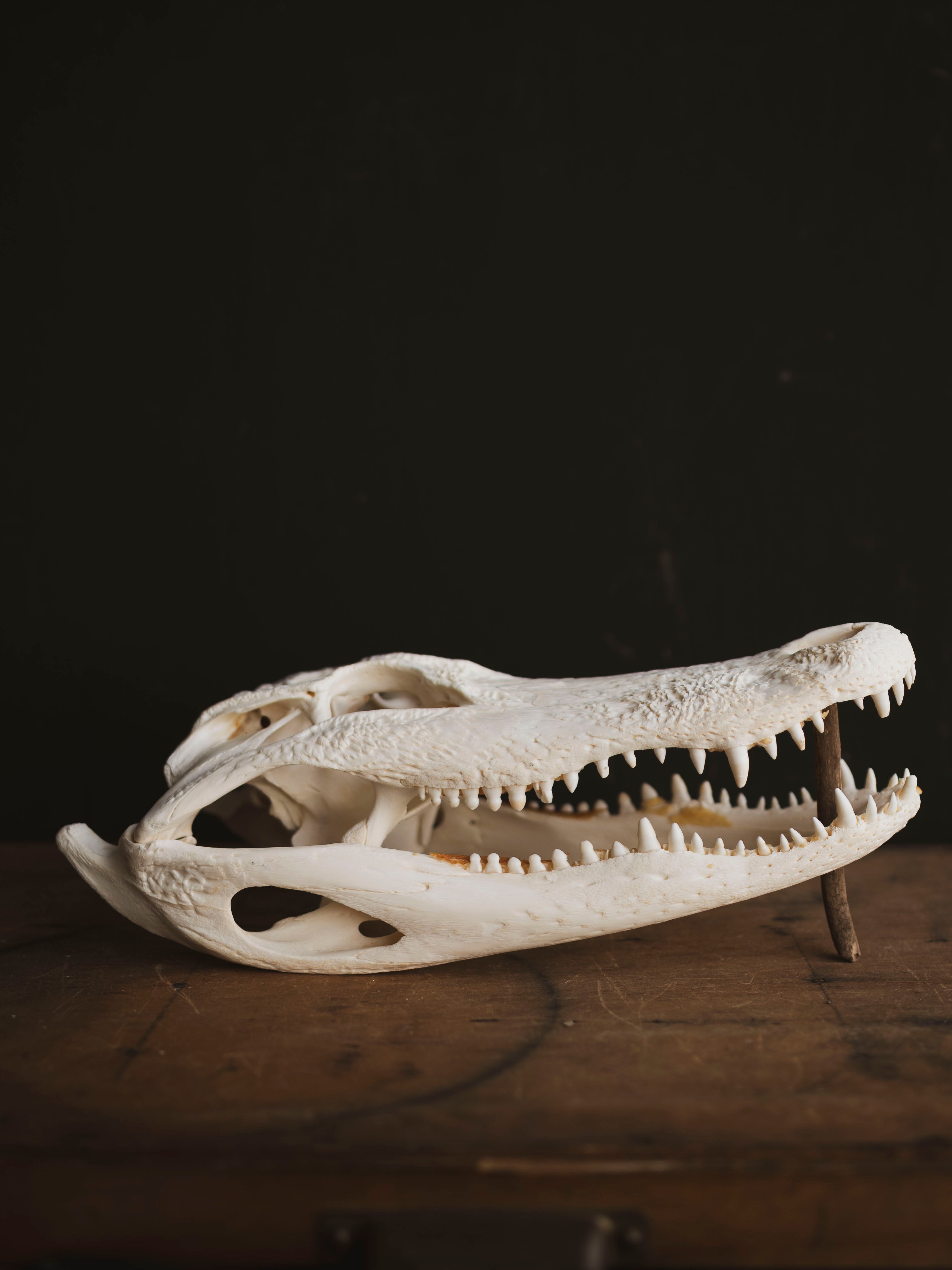 15" American Alligator Skull, SB418