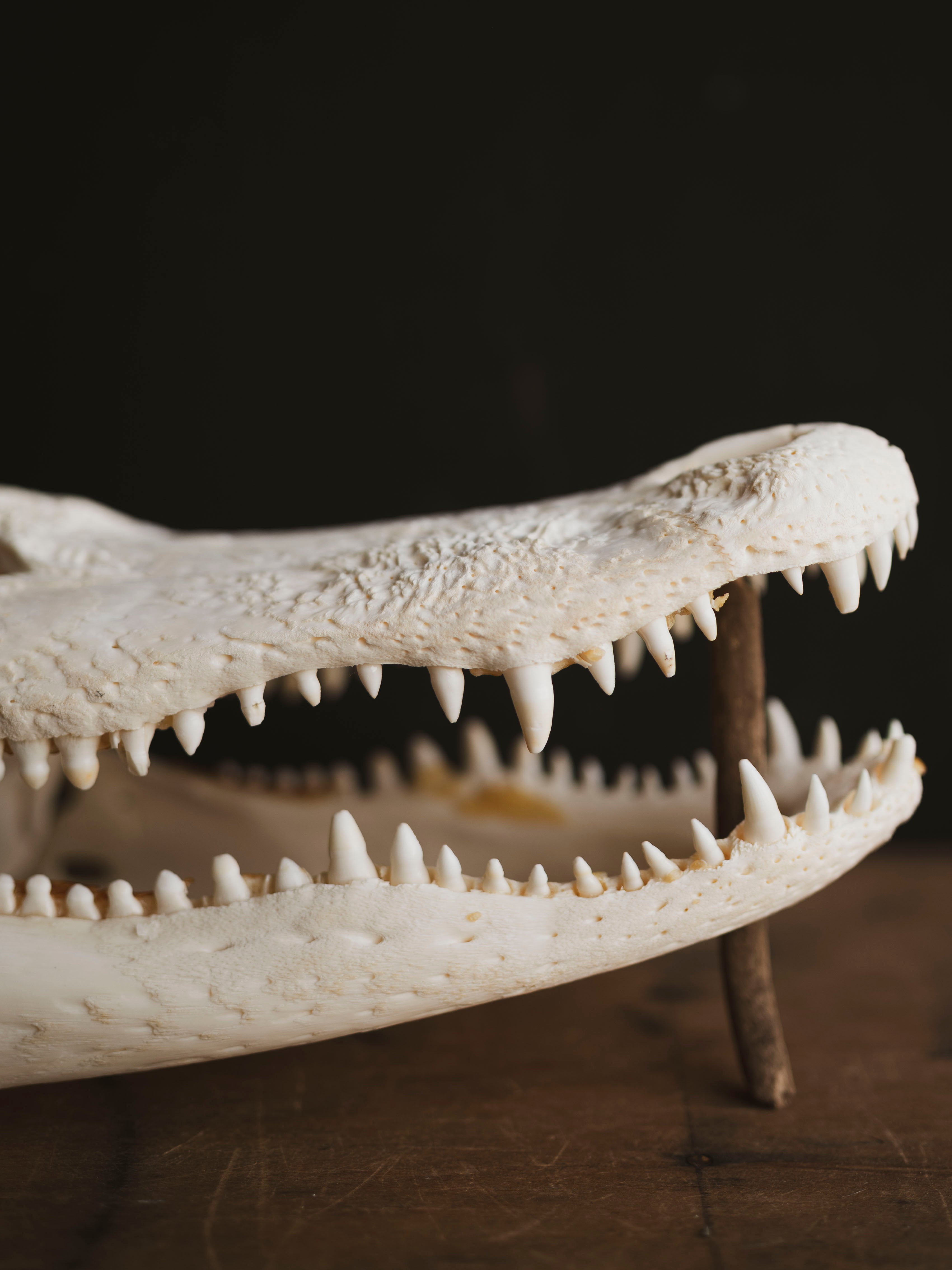 15" American Alligator Skull, SB418
