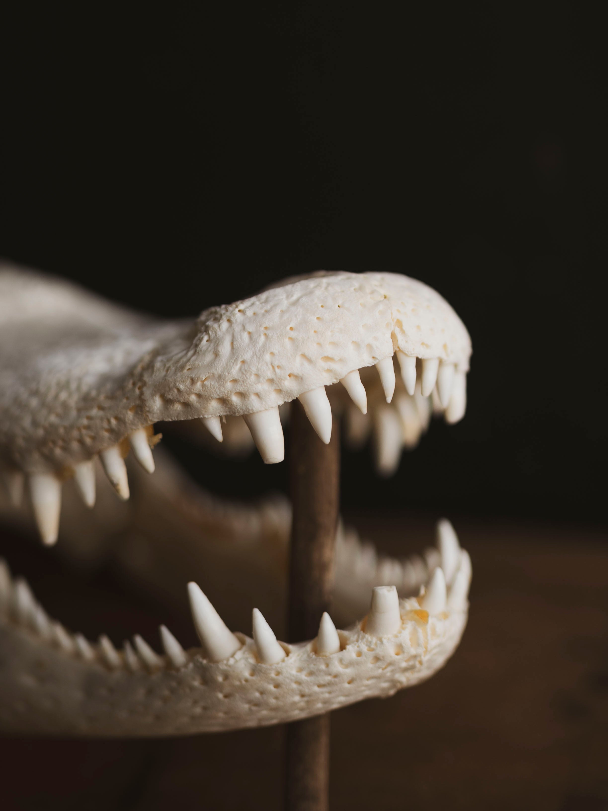 15" American Alligator Skull, SB418