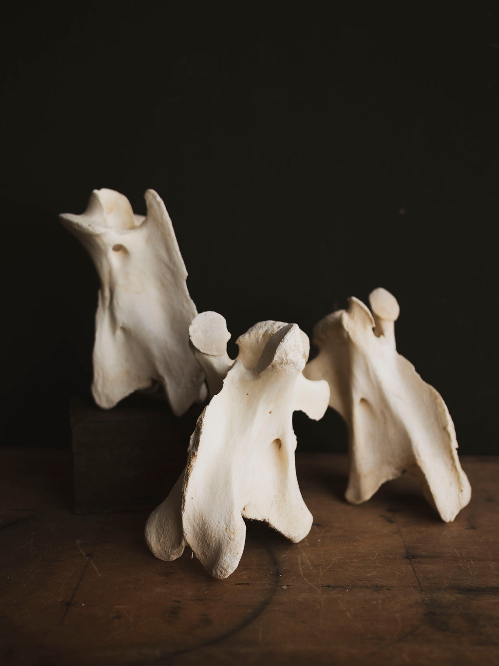 Giraffe Vertebrae, SB667