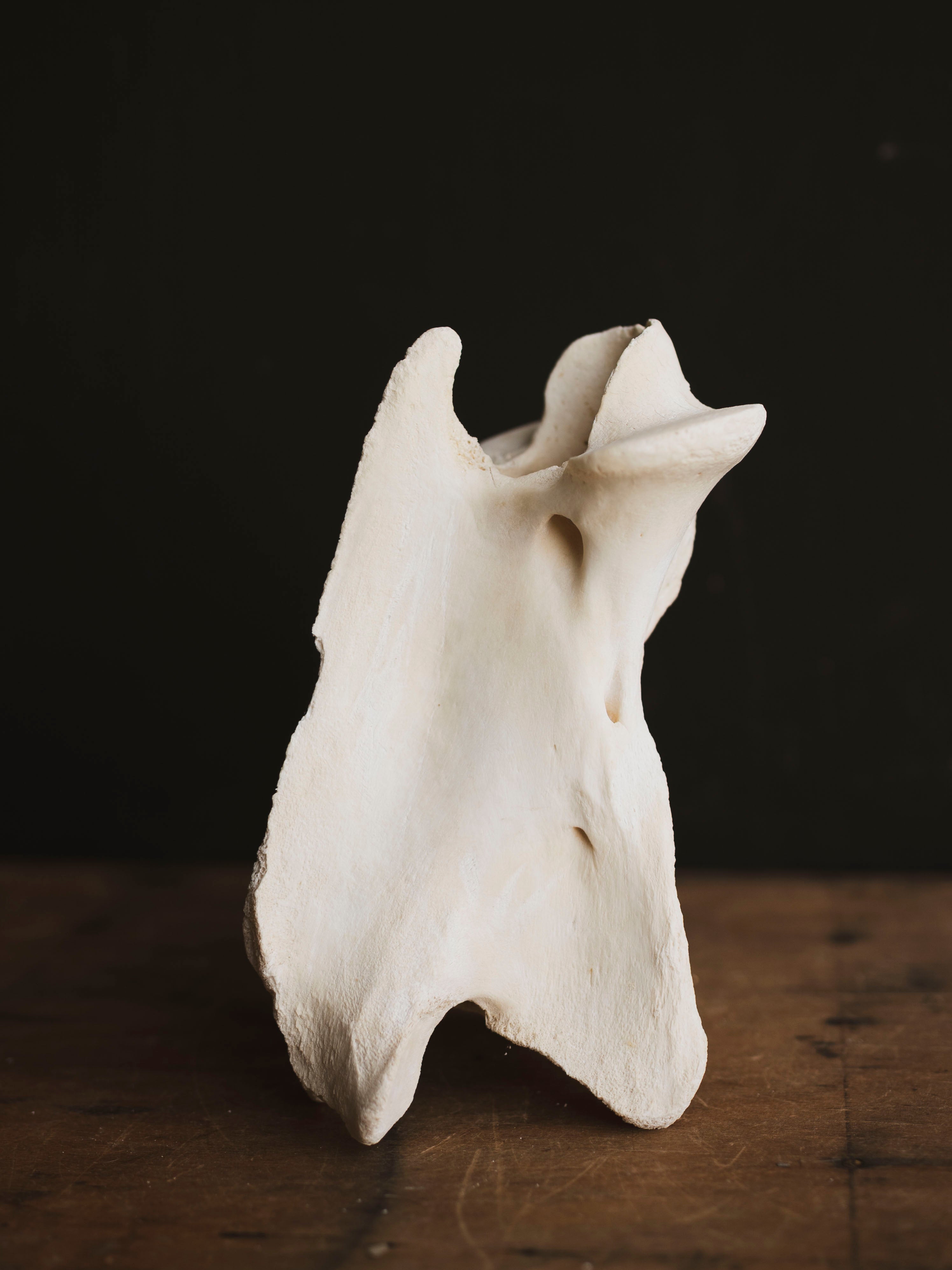 Giraffe Vertebrae, SB667