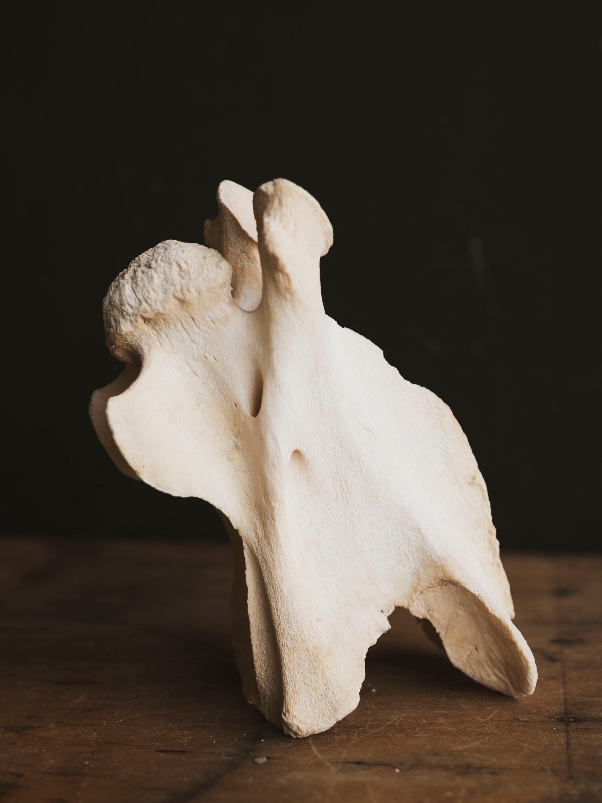 Giraffe Vertebrae, SB667