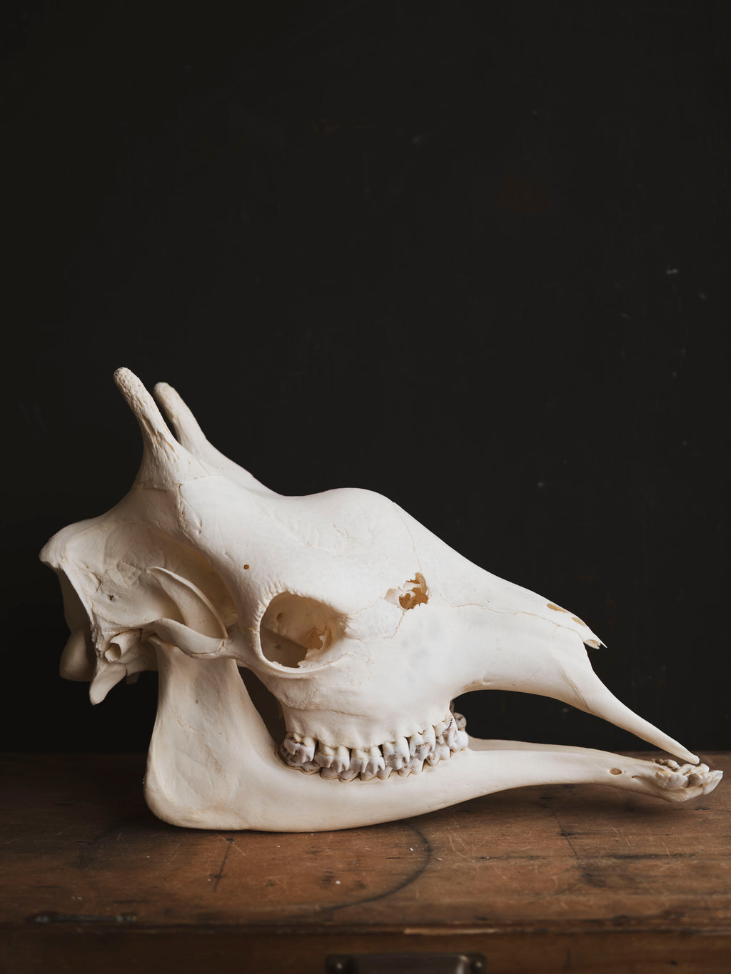 Pathological Giraffe Skull, SB335