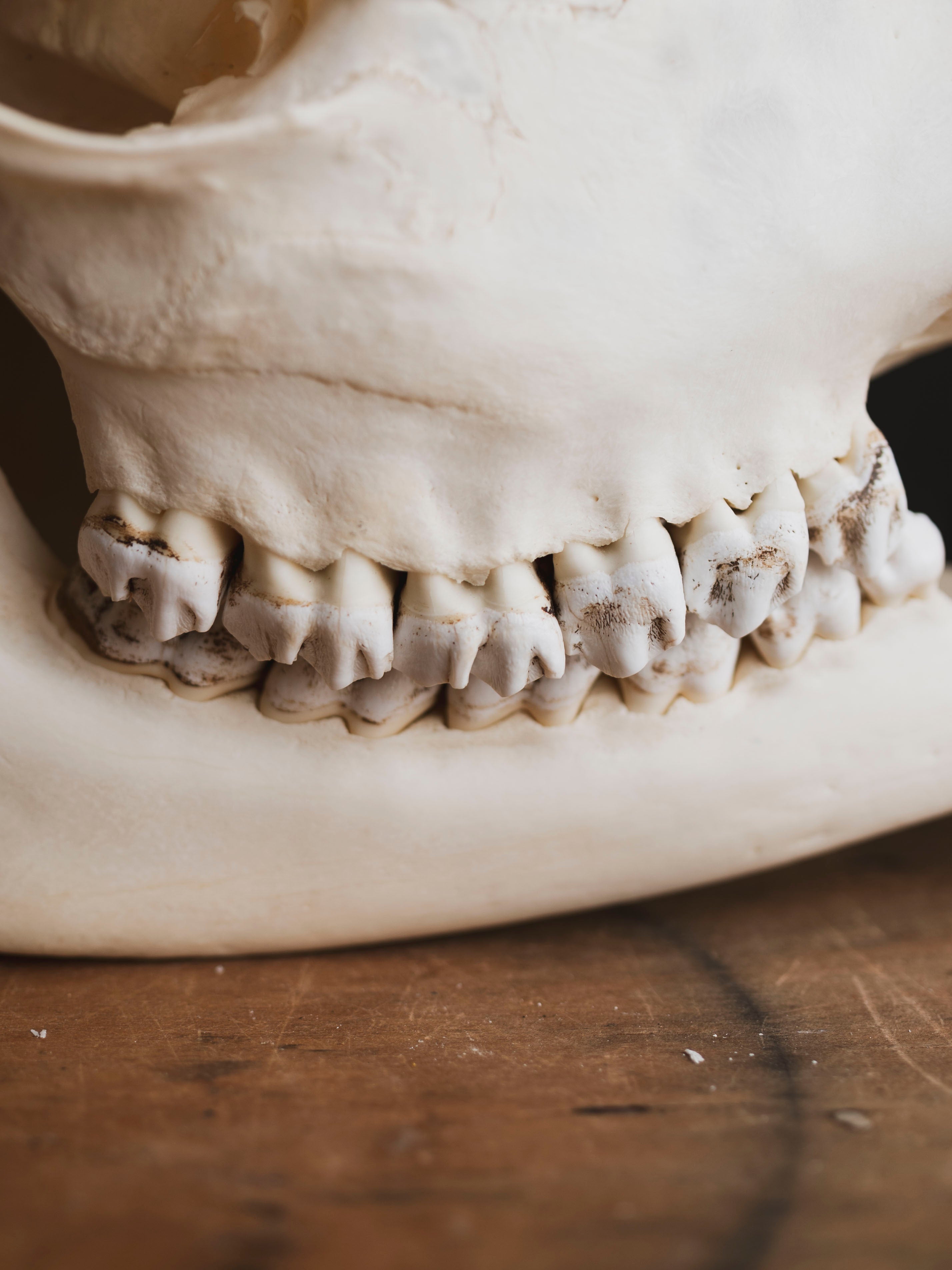 Pathological Giraffe Skull, SB335