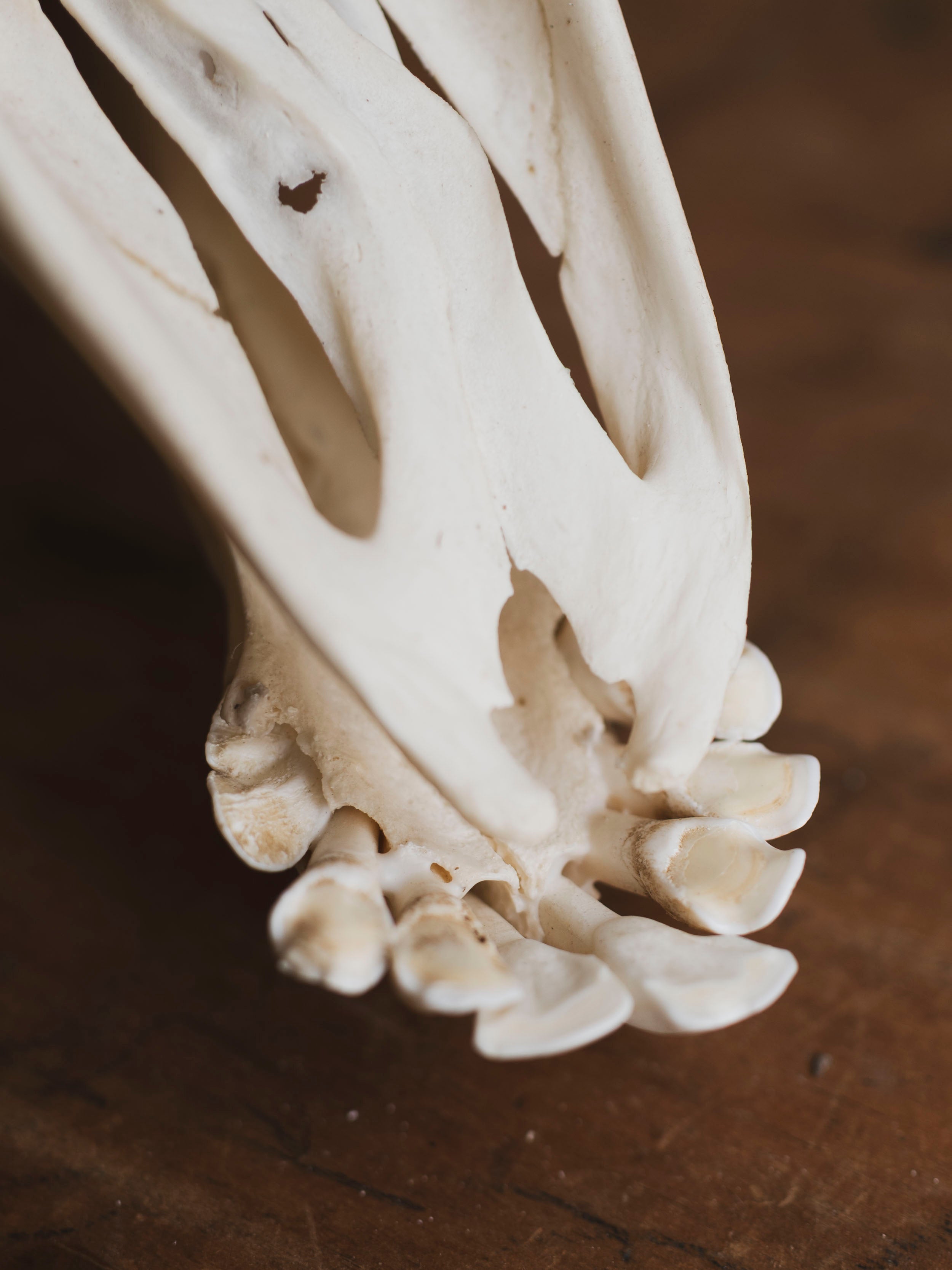 Pathological Giraffe Skull, SB335