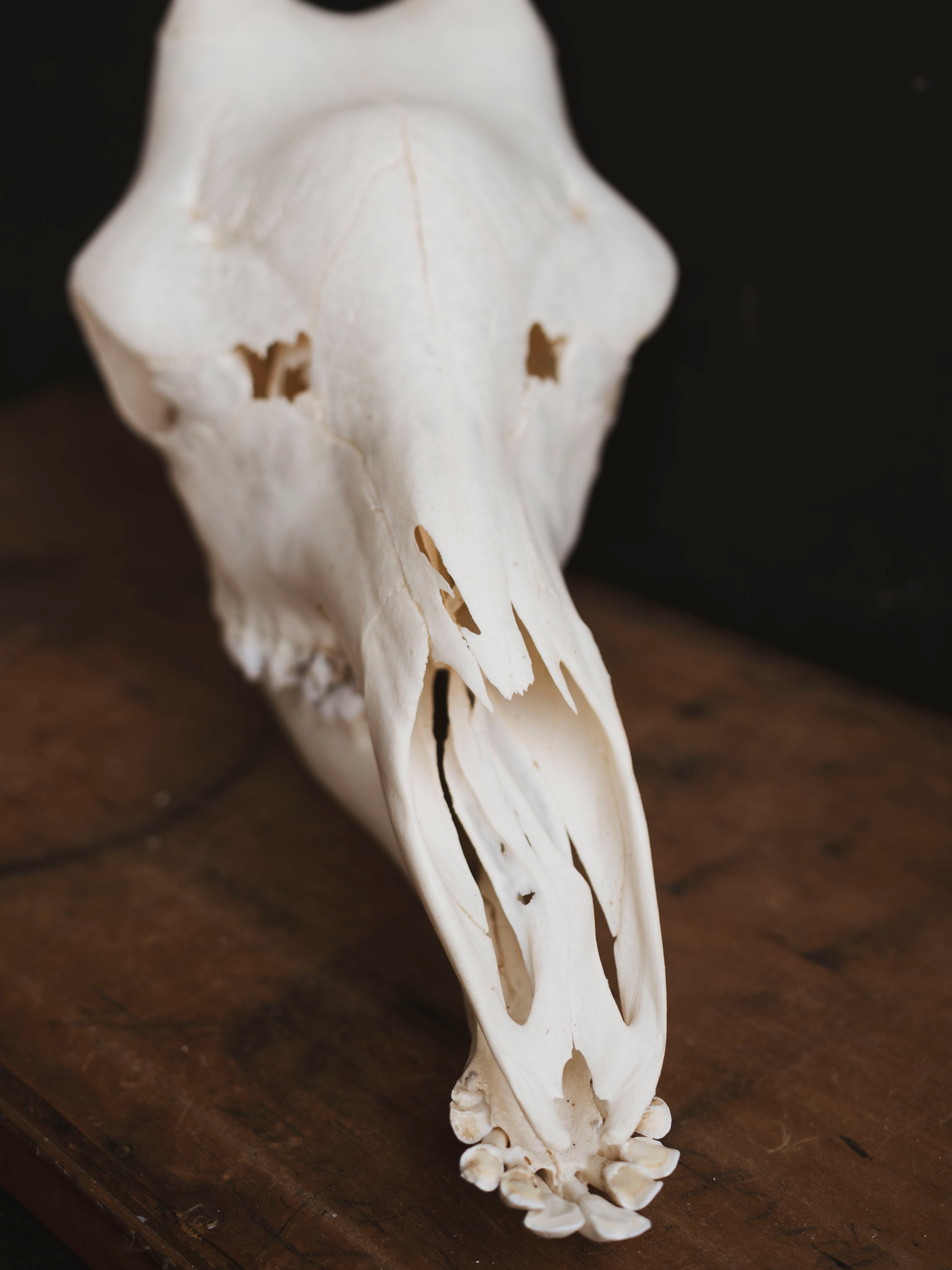 Pathological Giraffe Skull, SB335