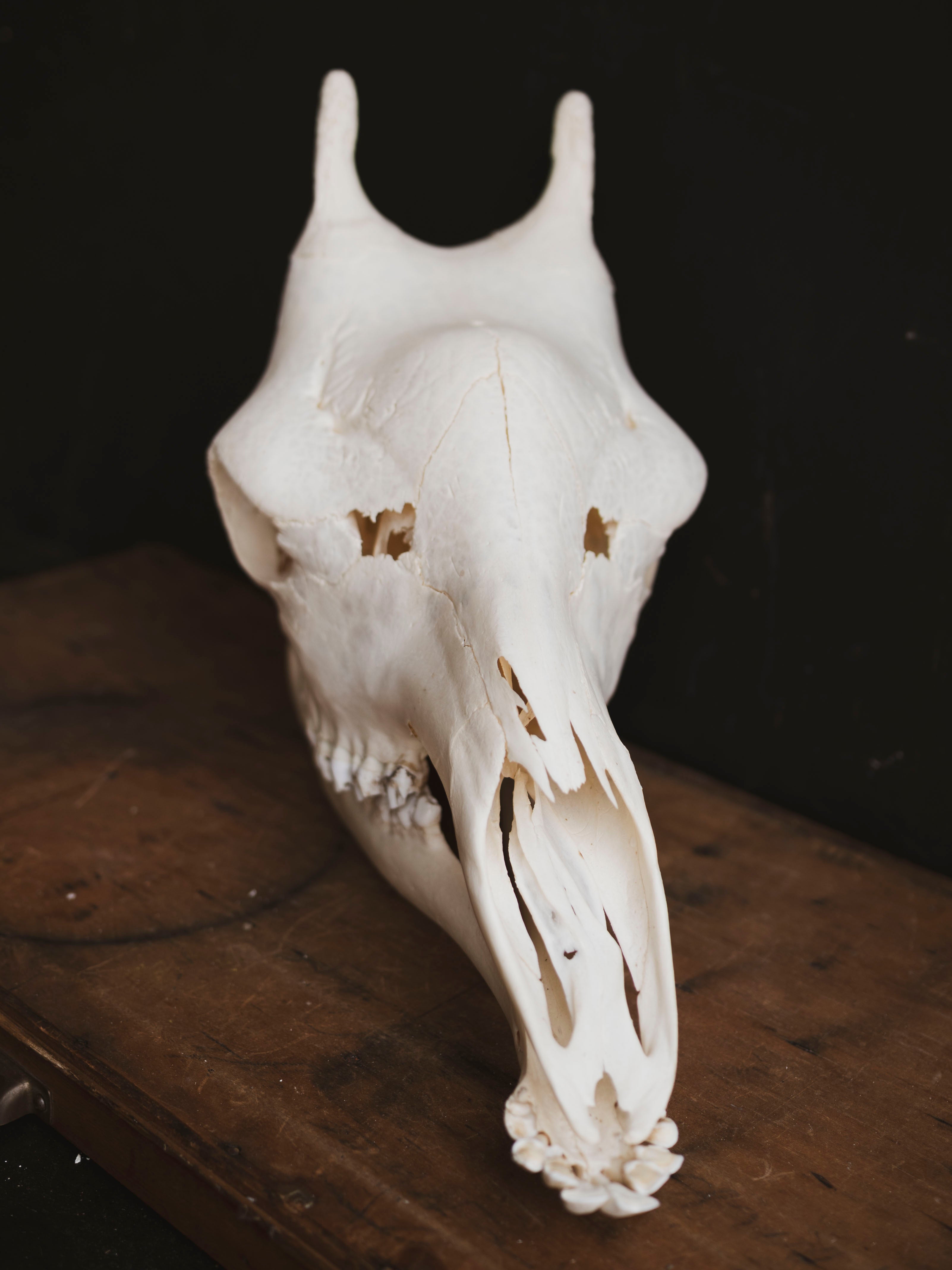 Pathological Giraffe Skull, SB335