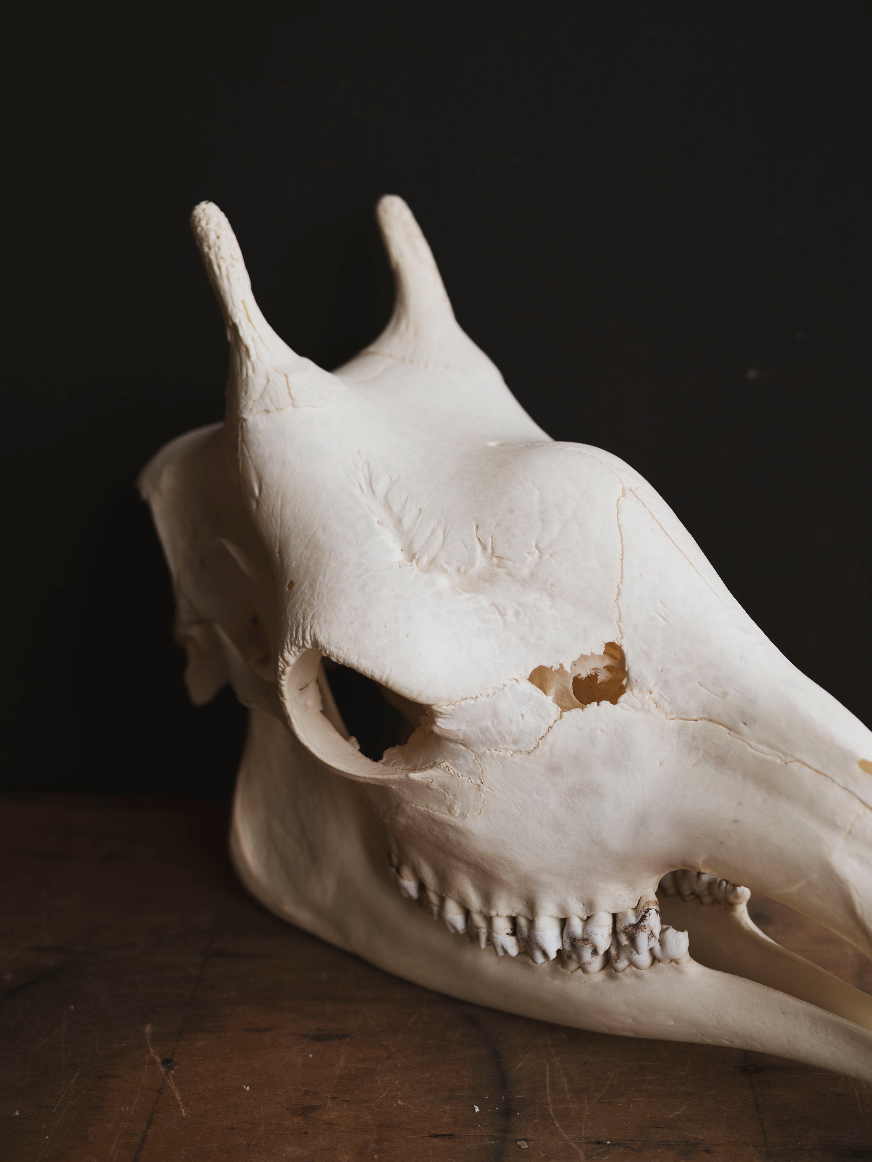 Pathological Giraffe Skull, SB335