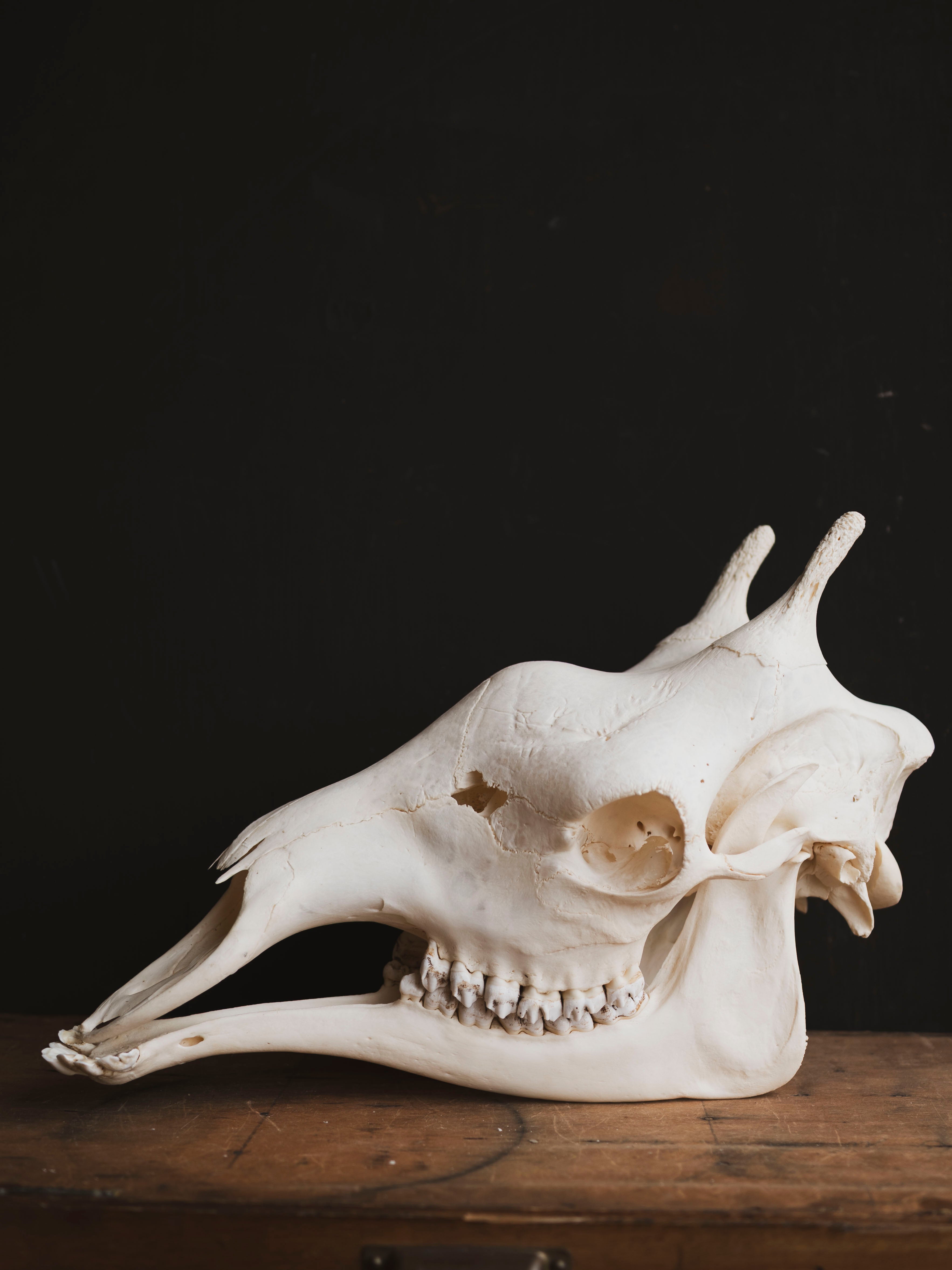 Pathological Giraffe Skull, SB335
