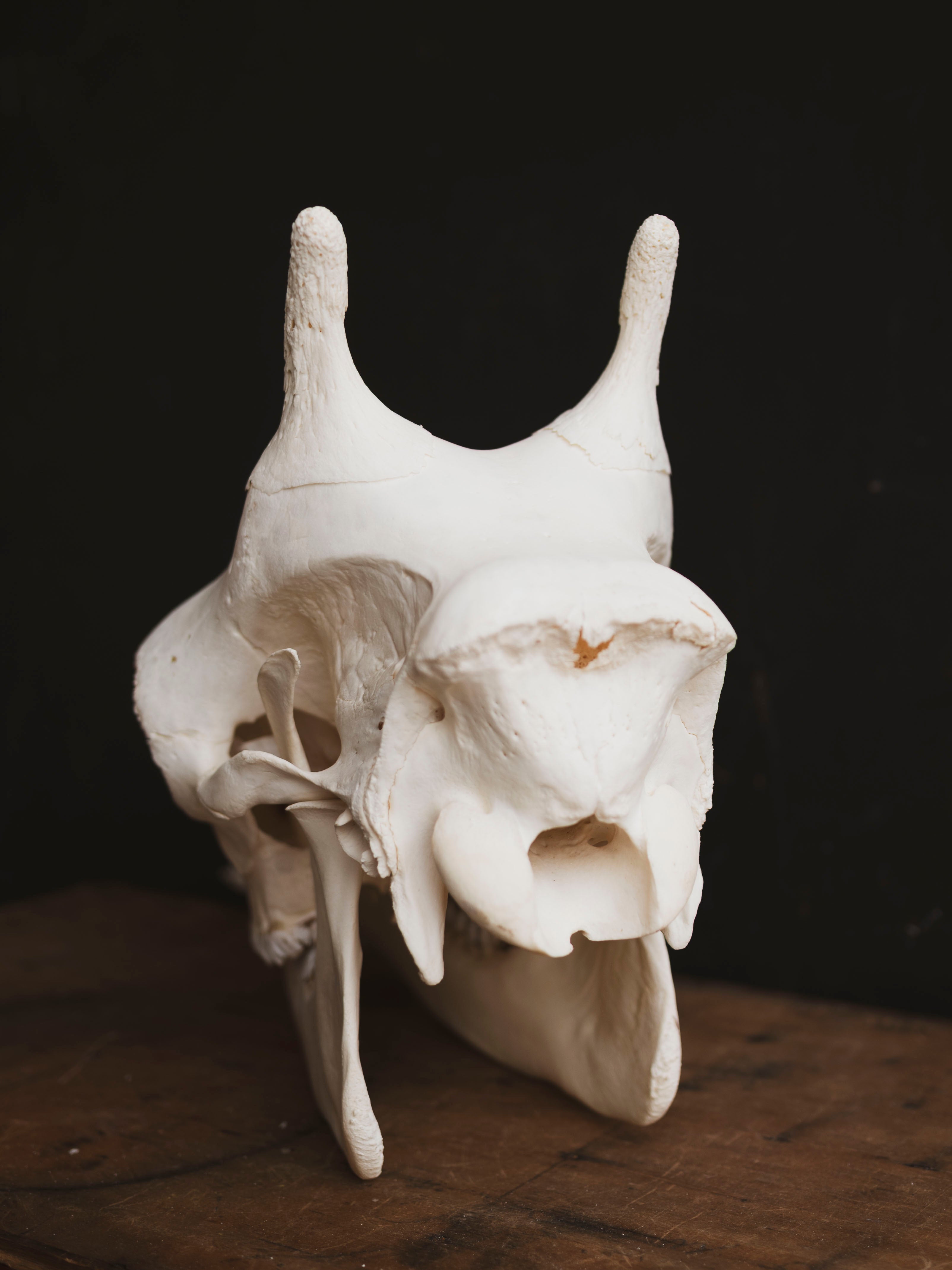 Pathological Giraffe Skull, SB335