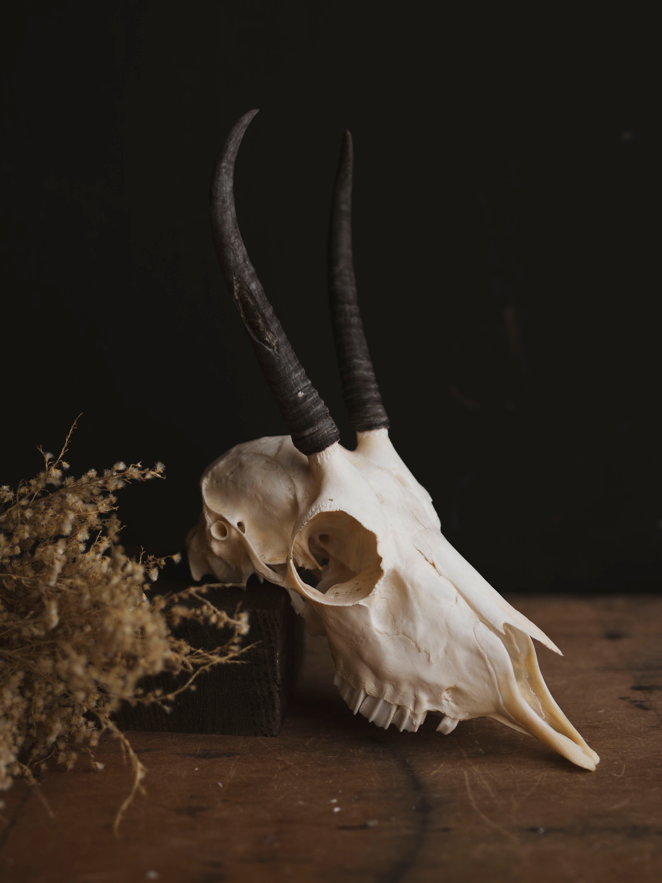 Female Springbok Skull Top, SB363