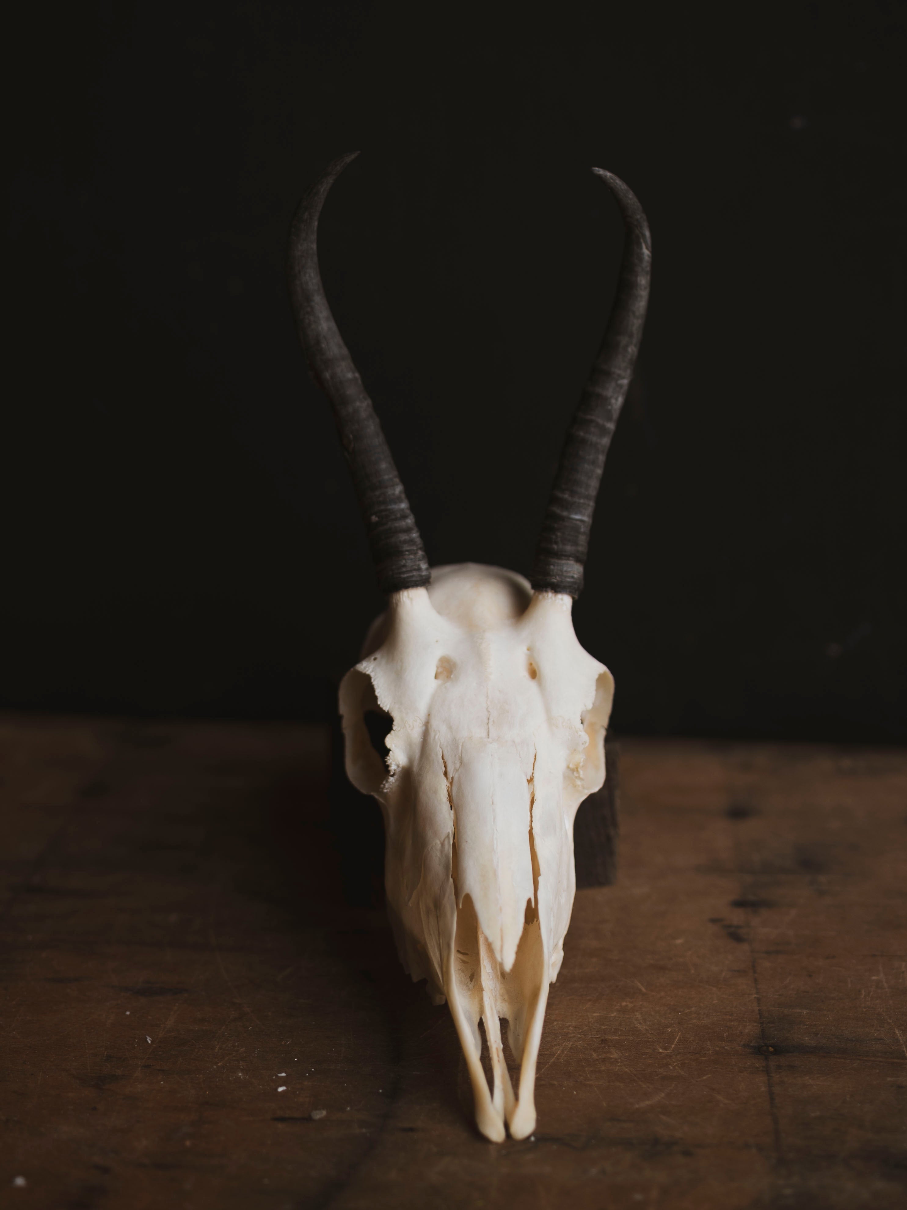 Female Springbok Skull Top, SB363
