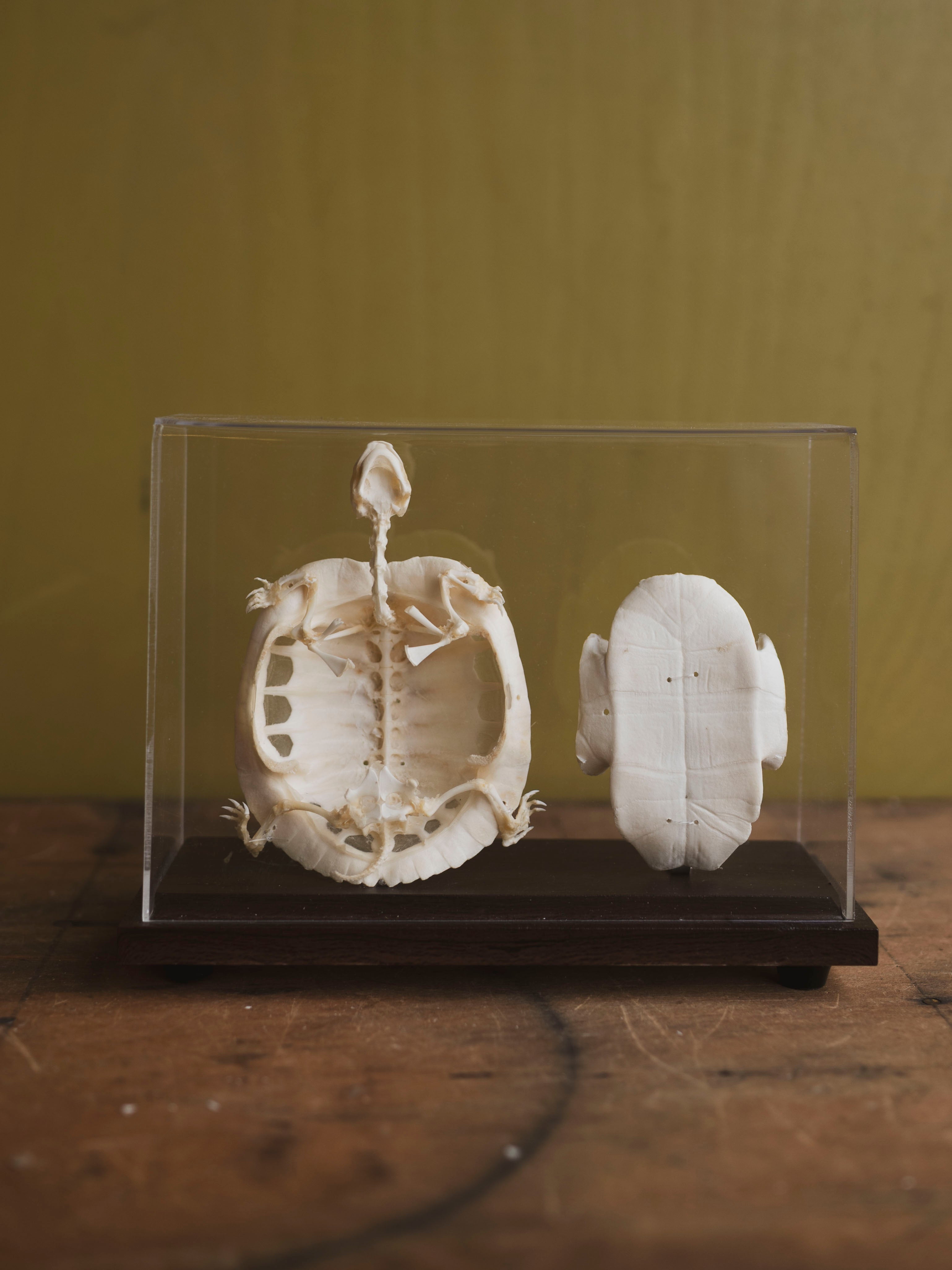 Full Articulated Red Eared Slider Turtle Skeleton, SB1256