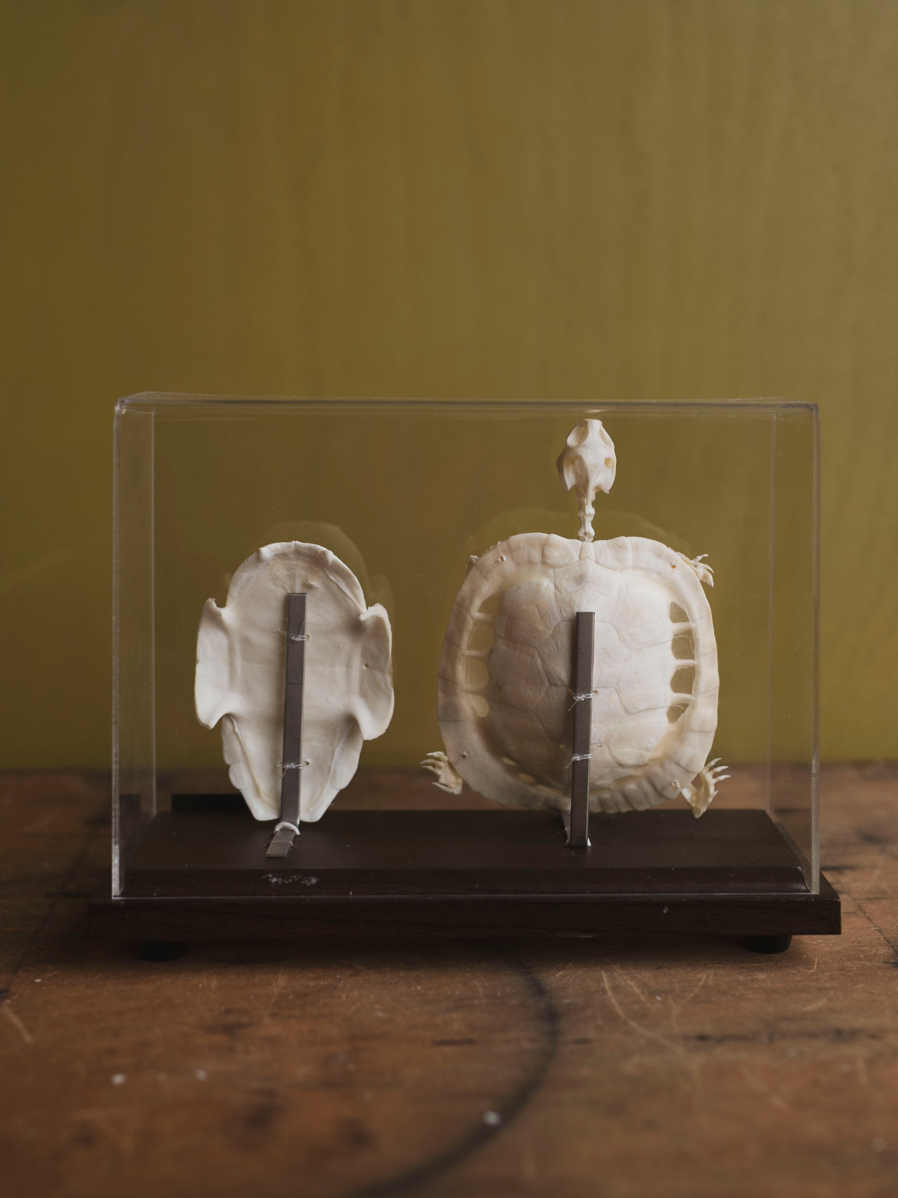 Full Articulated Red Eared Slider Turtle Skeleton, SB1256