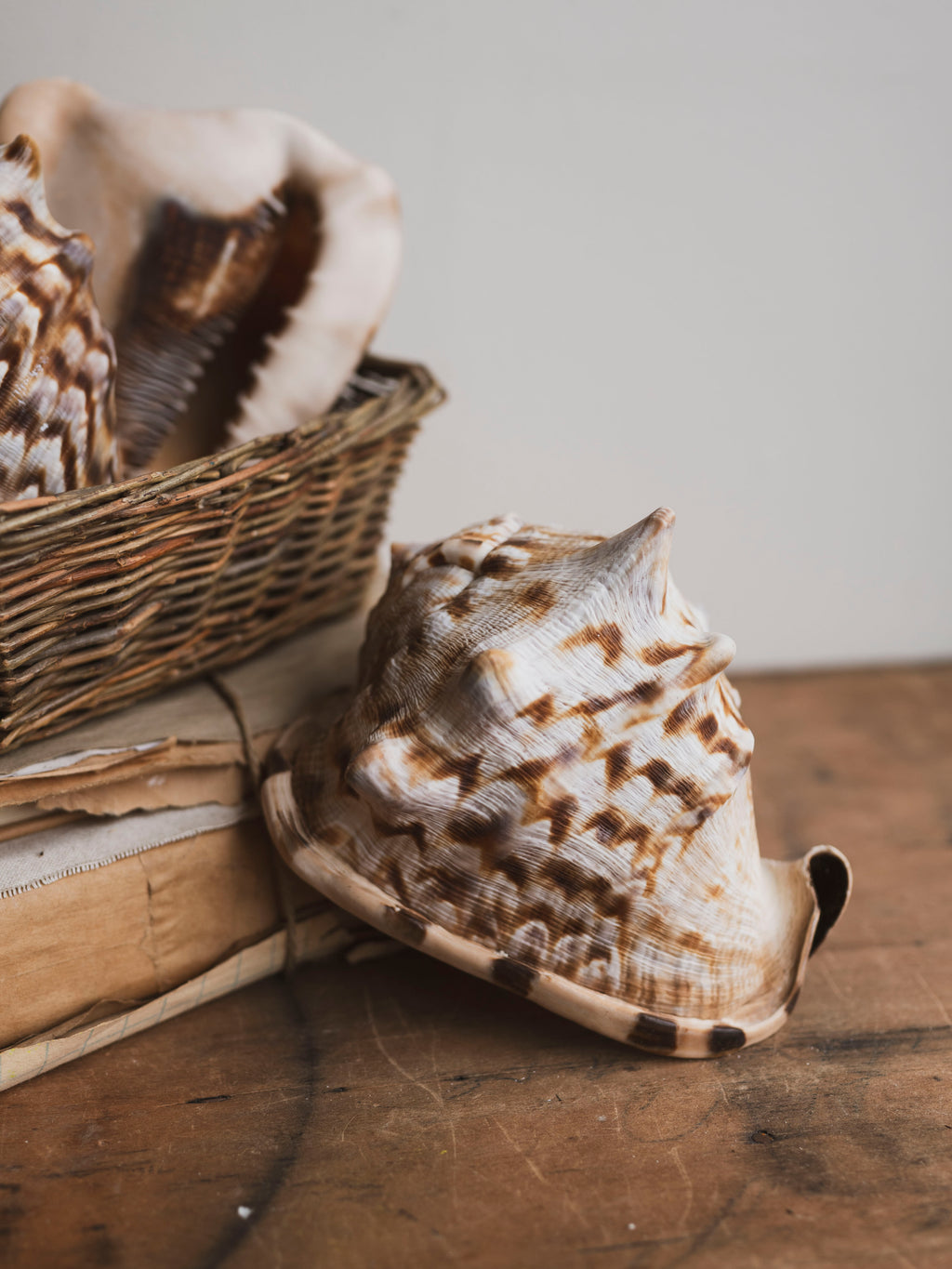 6-7" King Helmet Shell, NA142