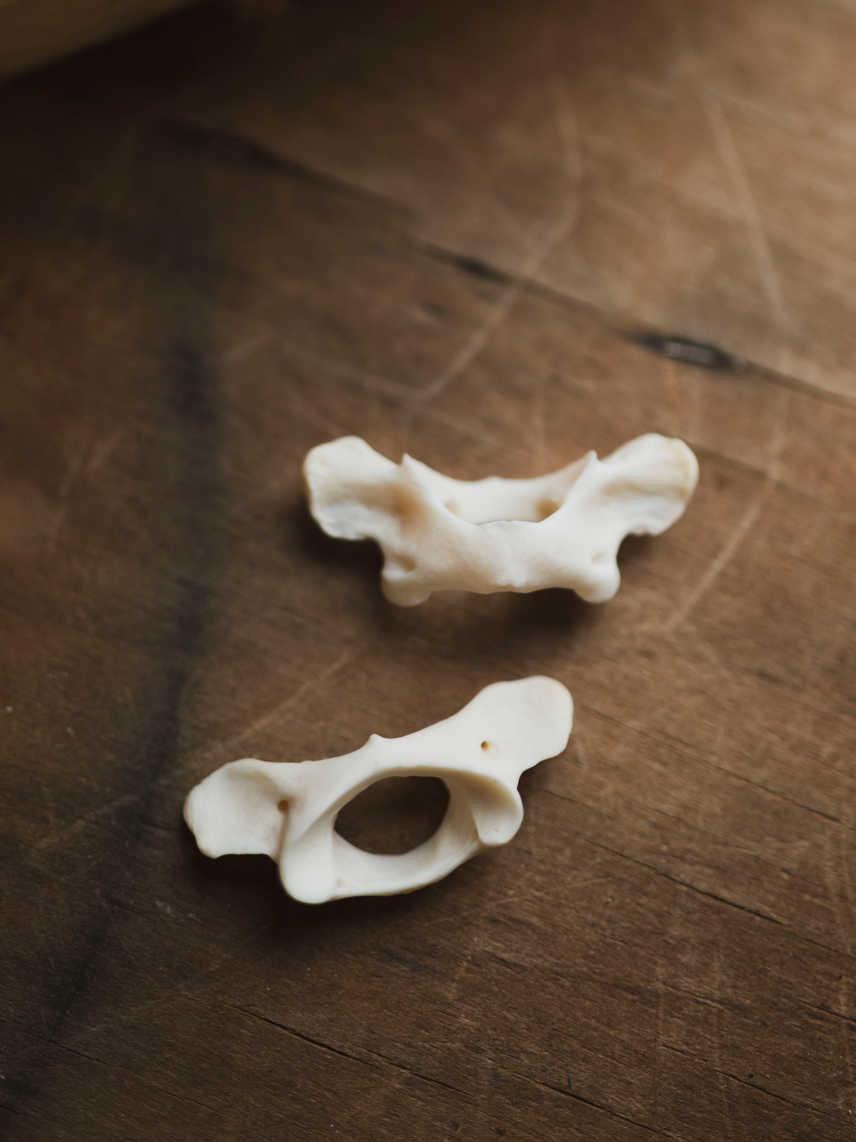 Raccoon Atlas Bone, SB580