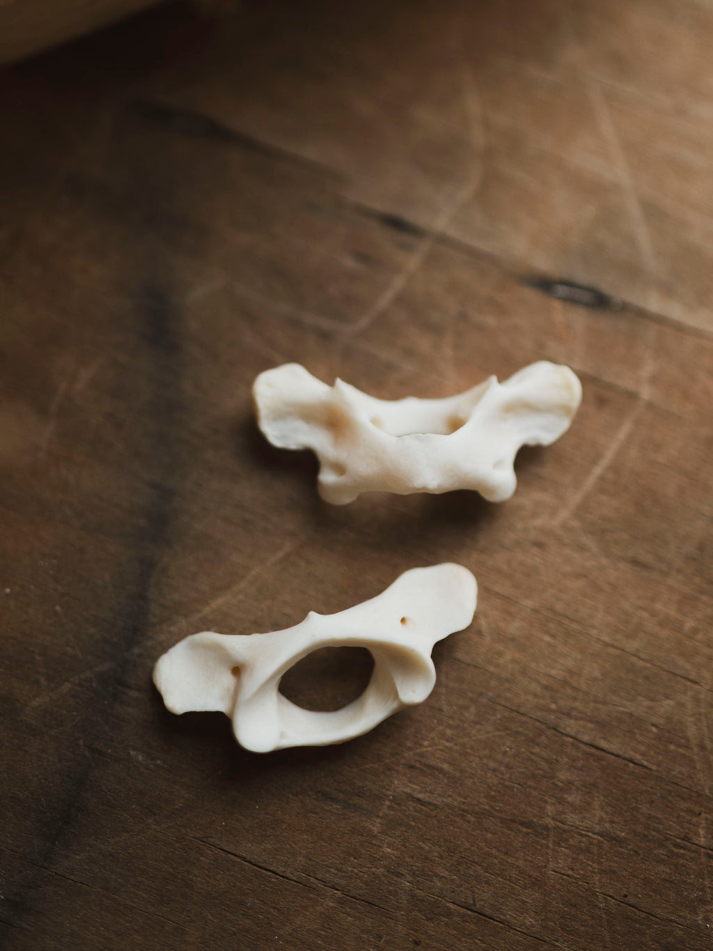 Raccoon Atlas Bone, SB580