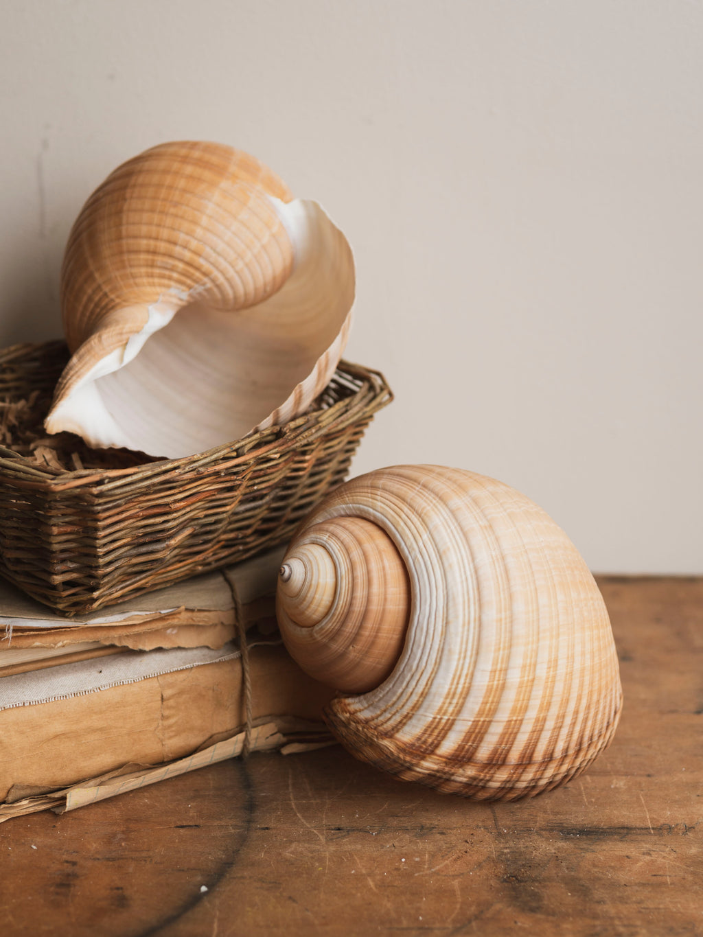 7-8" Tonna Oleria Shell, NA121