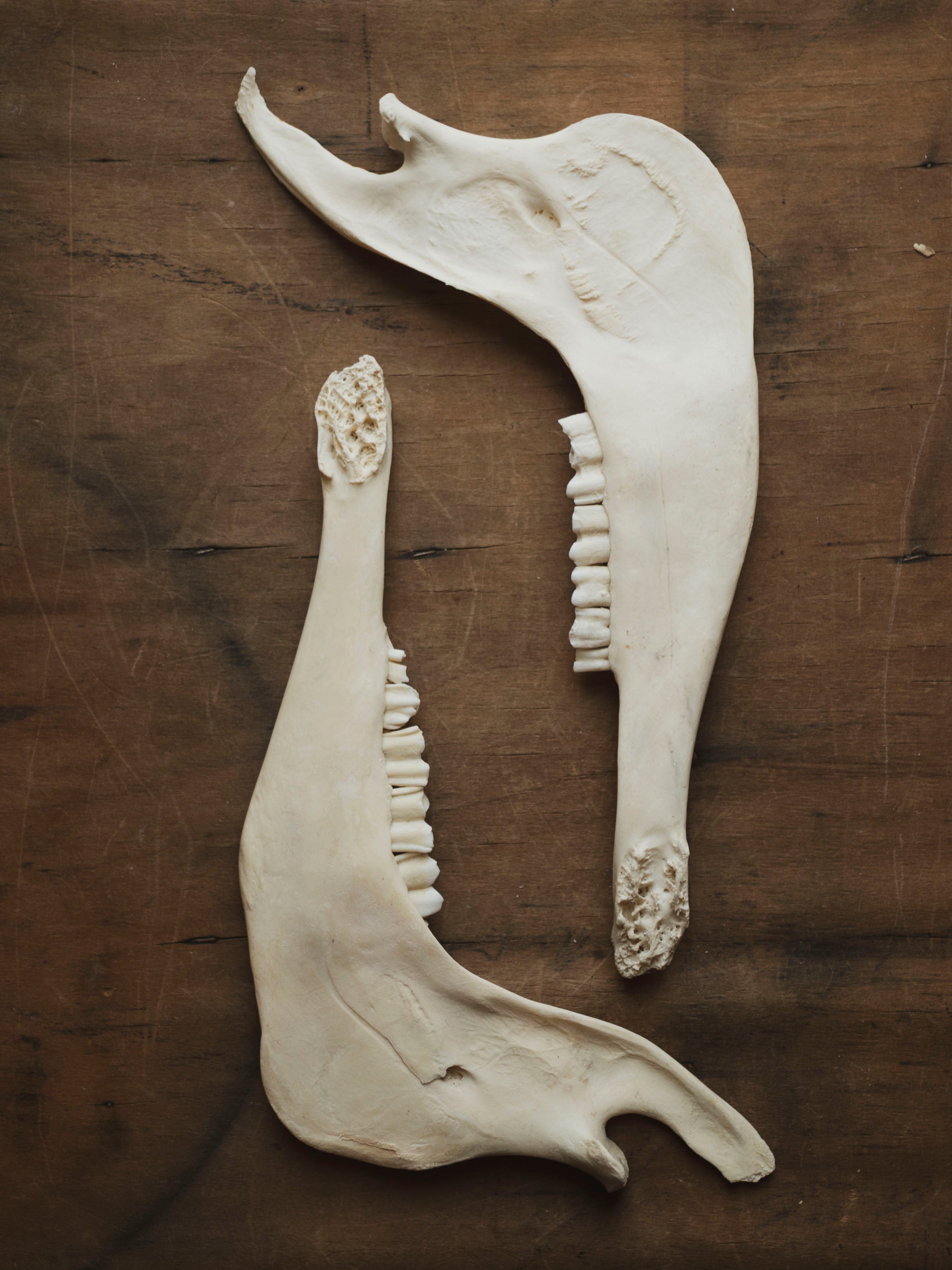 Blesbok Jaw Bone, SB698