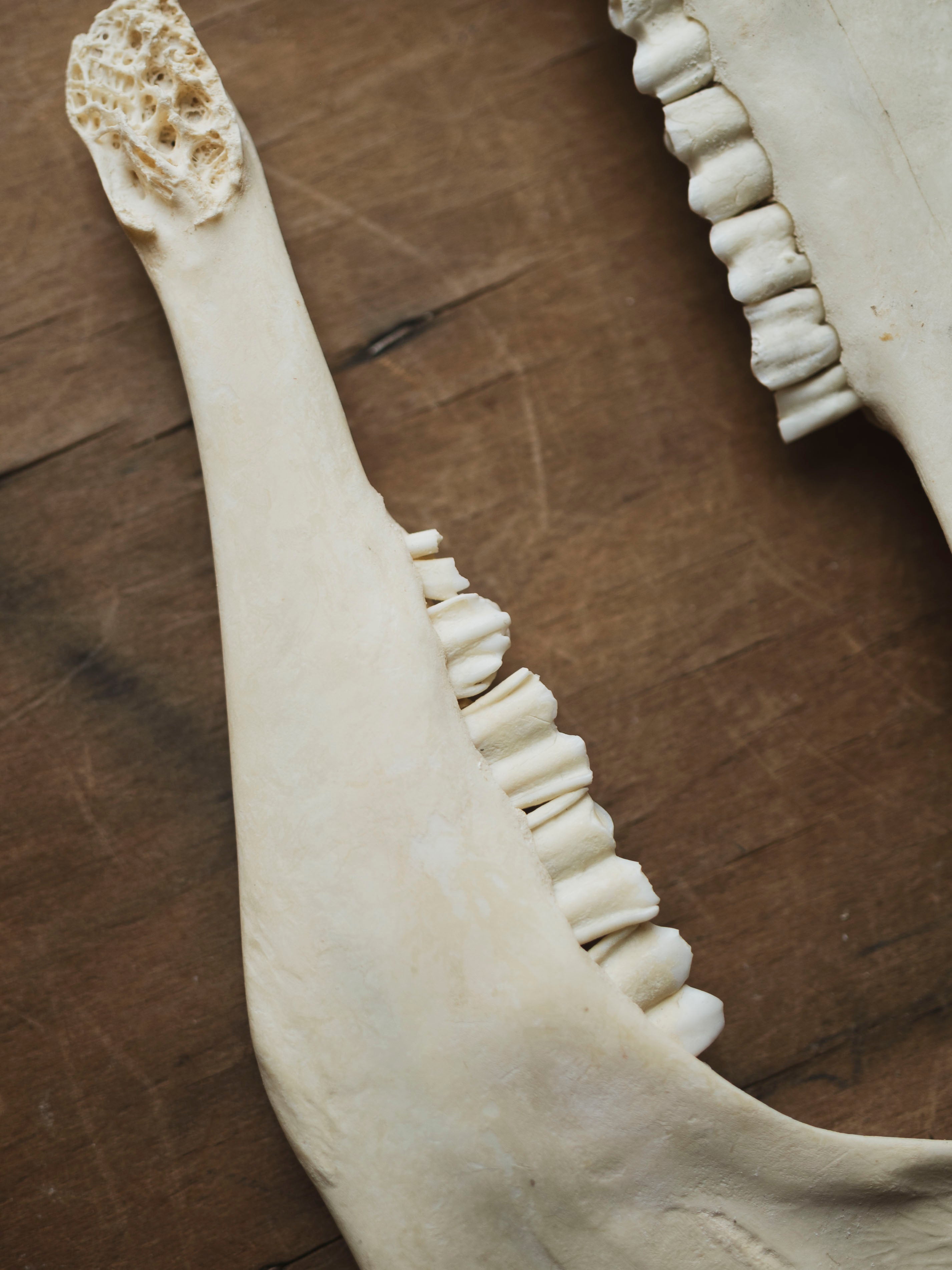 Blesbok Jaw Bone, SB698