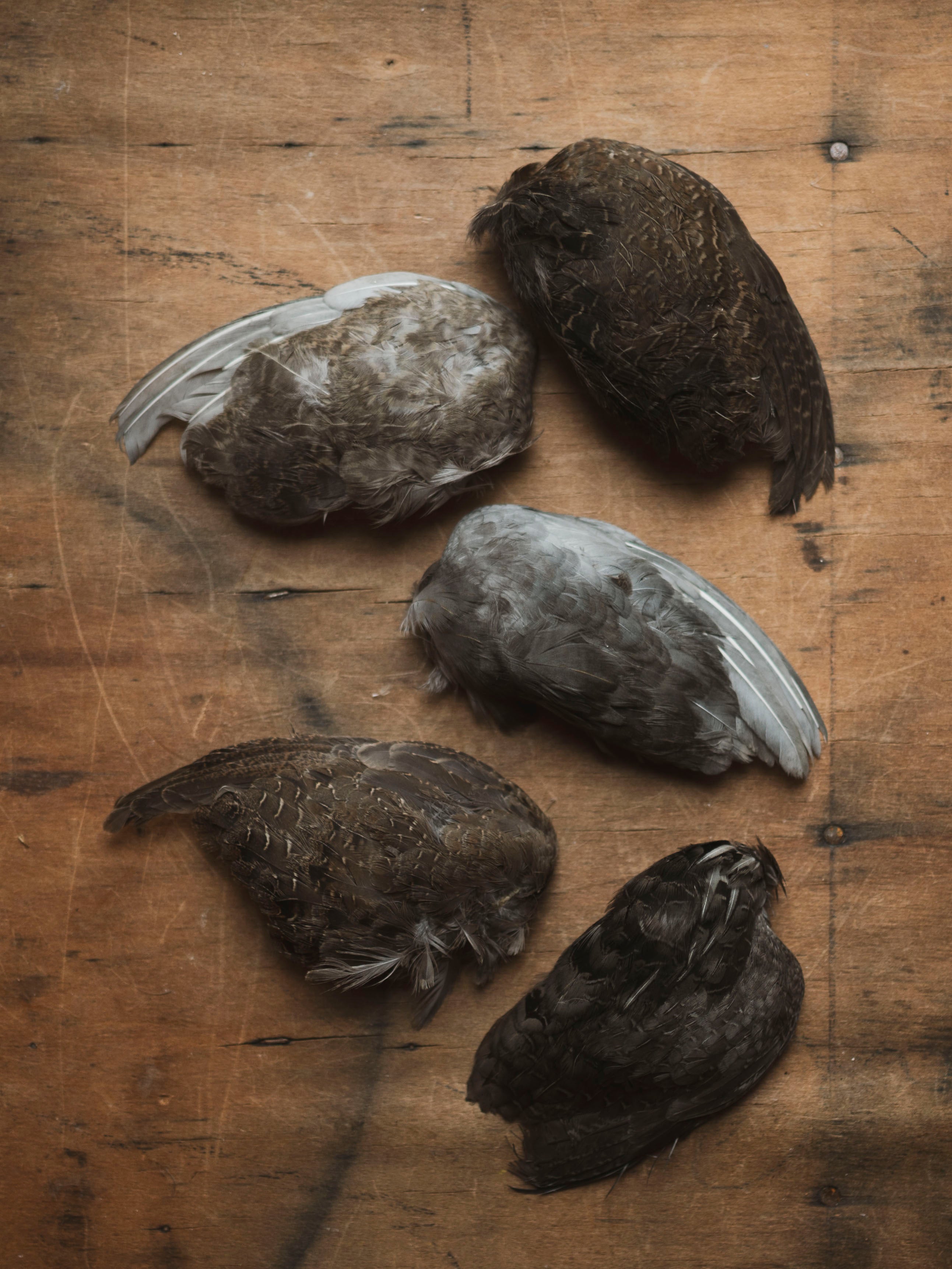 Mummified Quail Wing, PS186