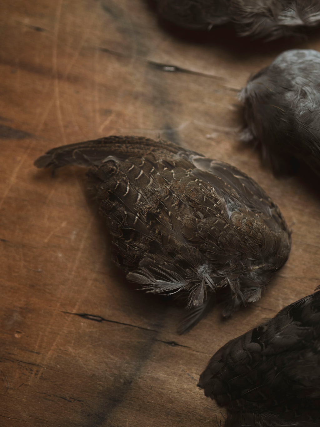 Mummified Quail Wing, PS186