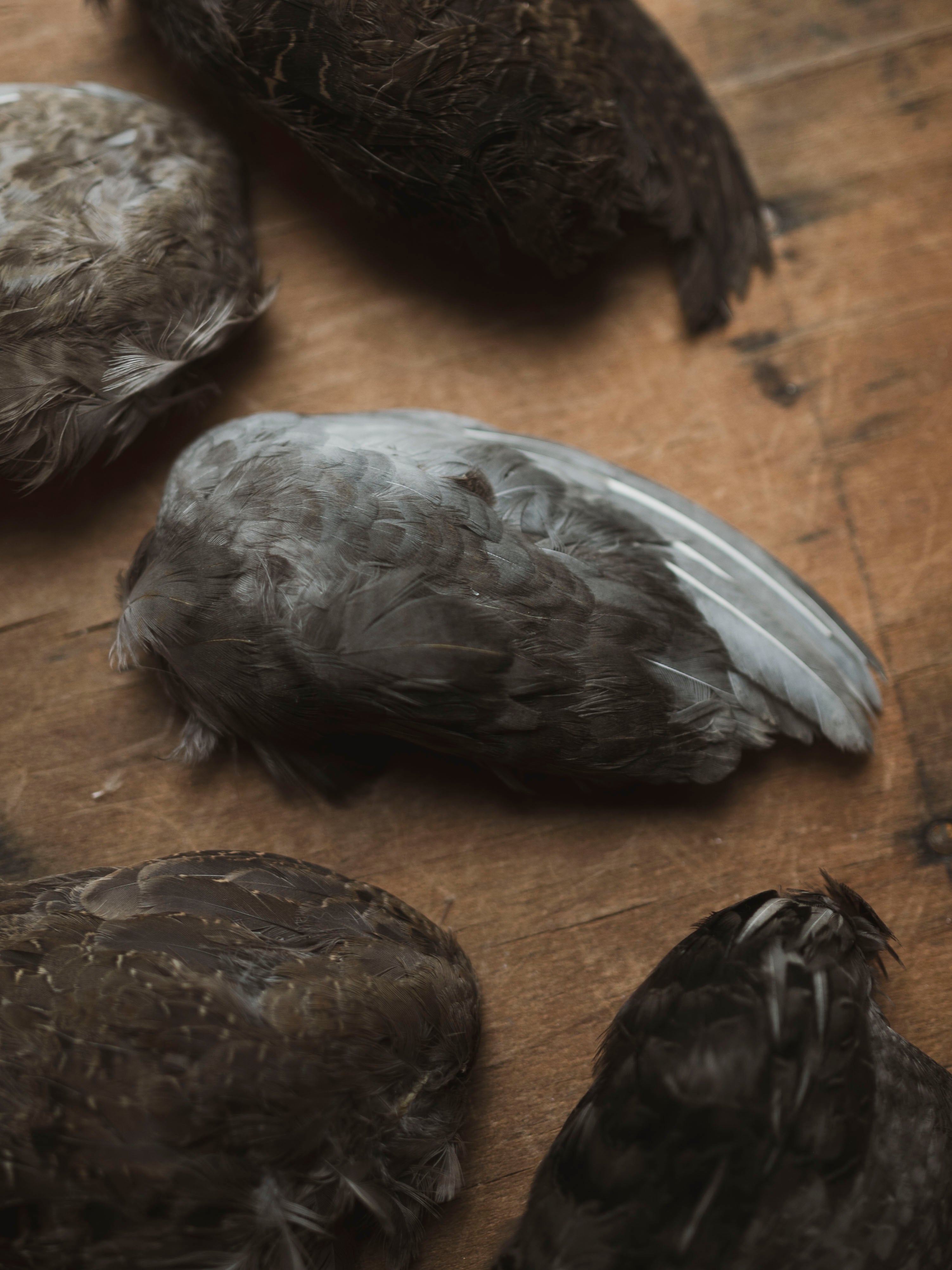 Mummified Quail Wing, PS186