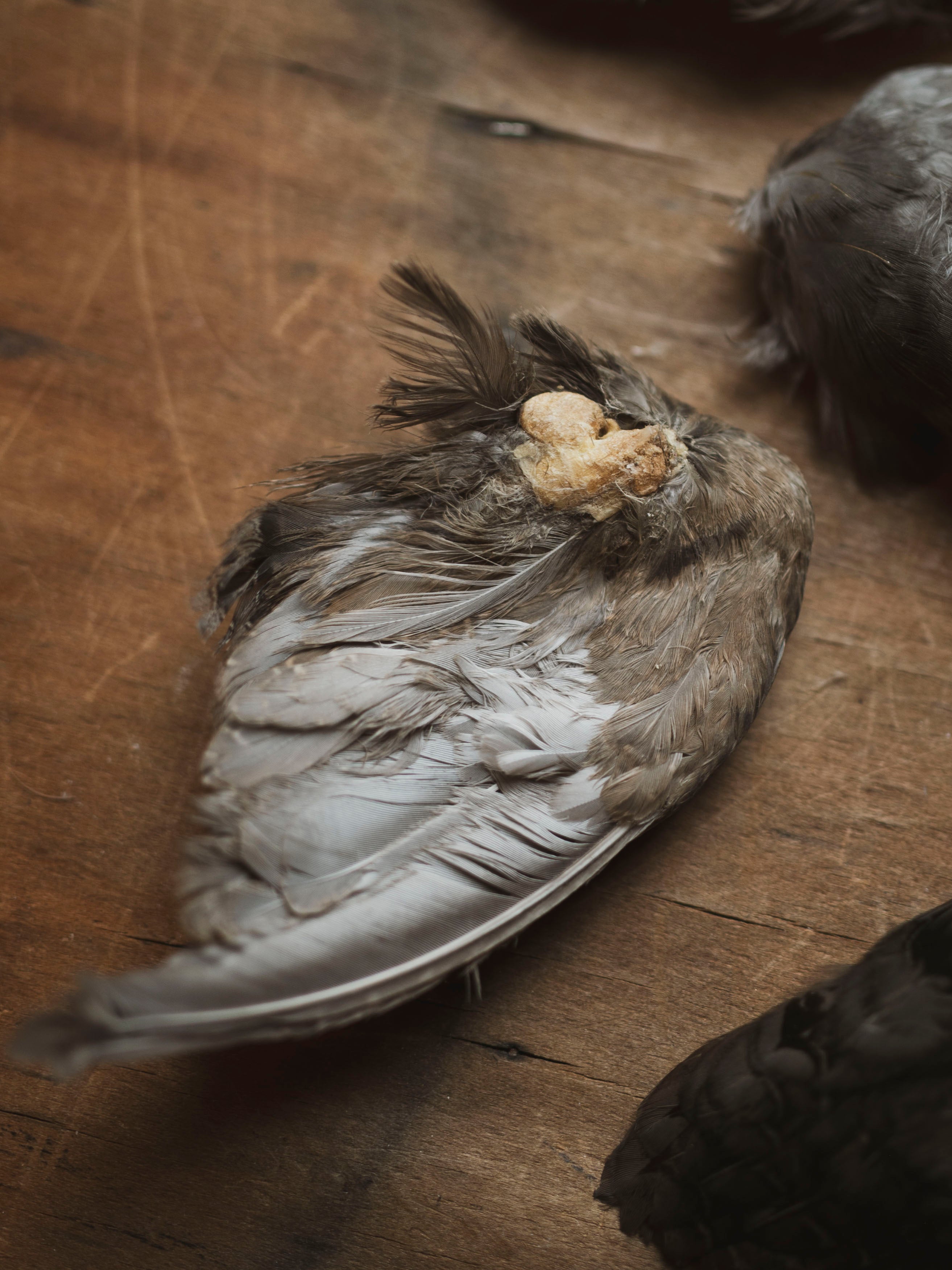 Mummified Quail Wing, PS186