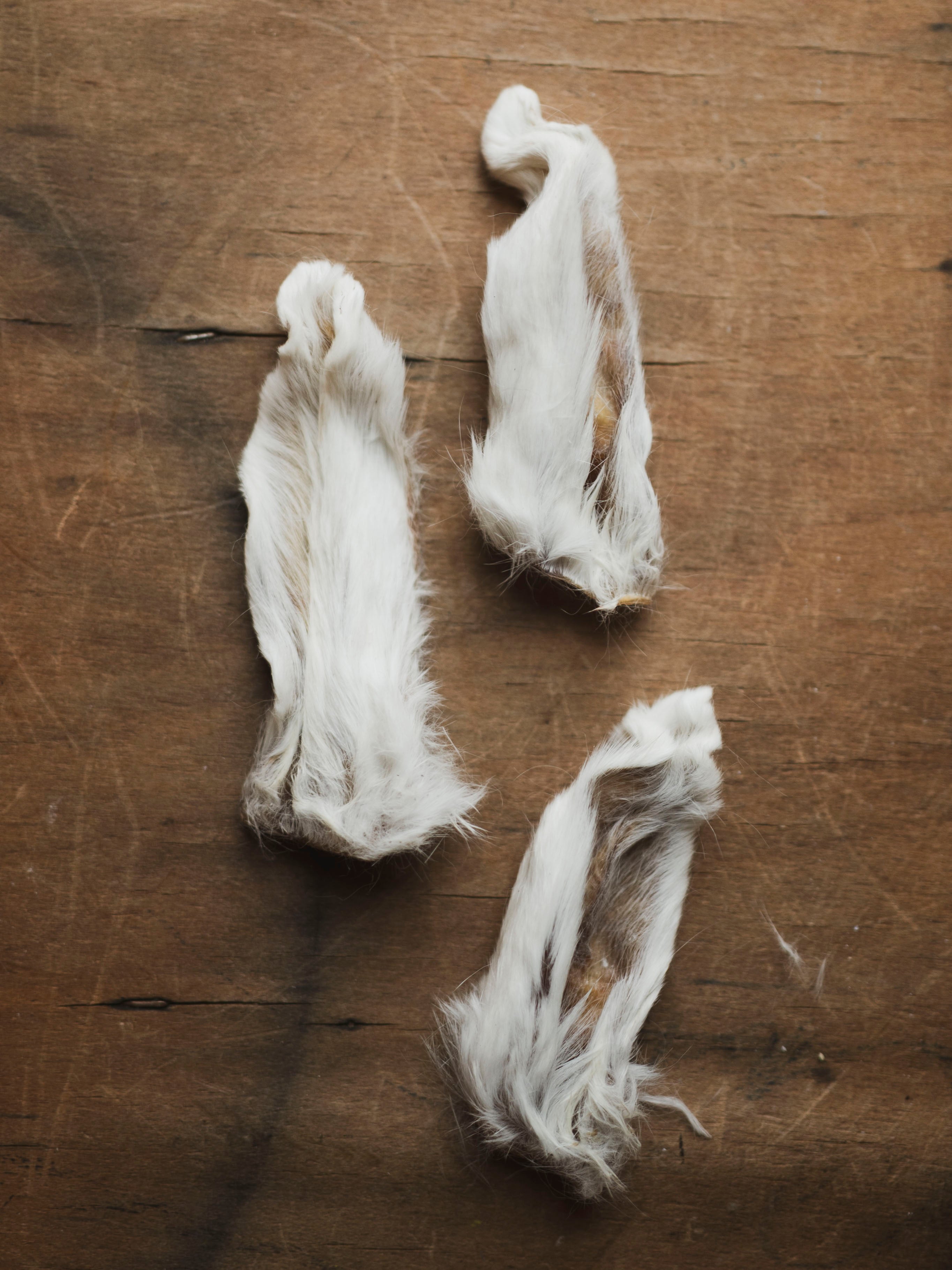 Mummified Rabbit Ear, PS607