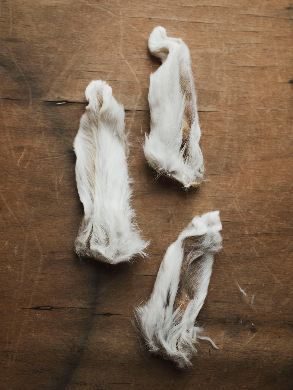 Mummified Rabbit Ear, PS607