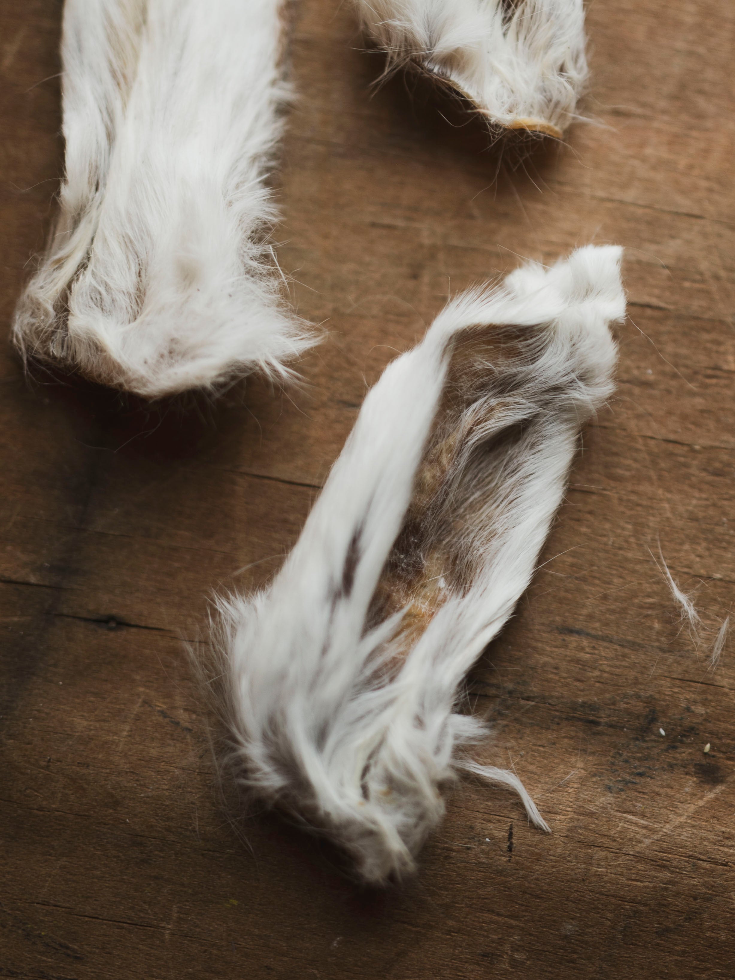 Mummified Rabbit Ear, PS607