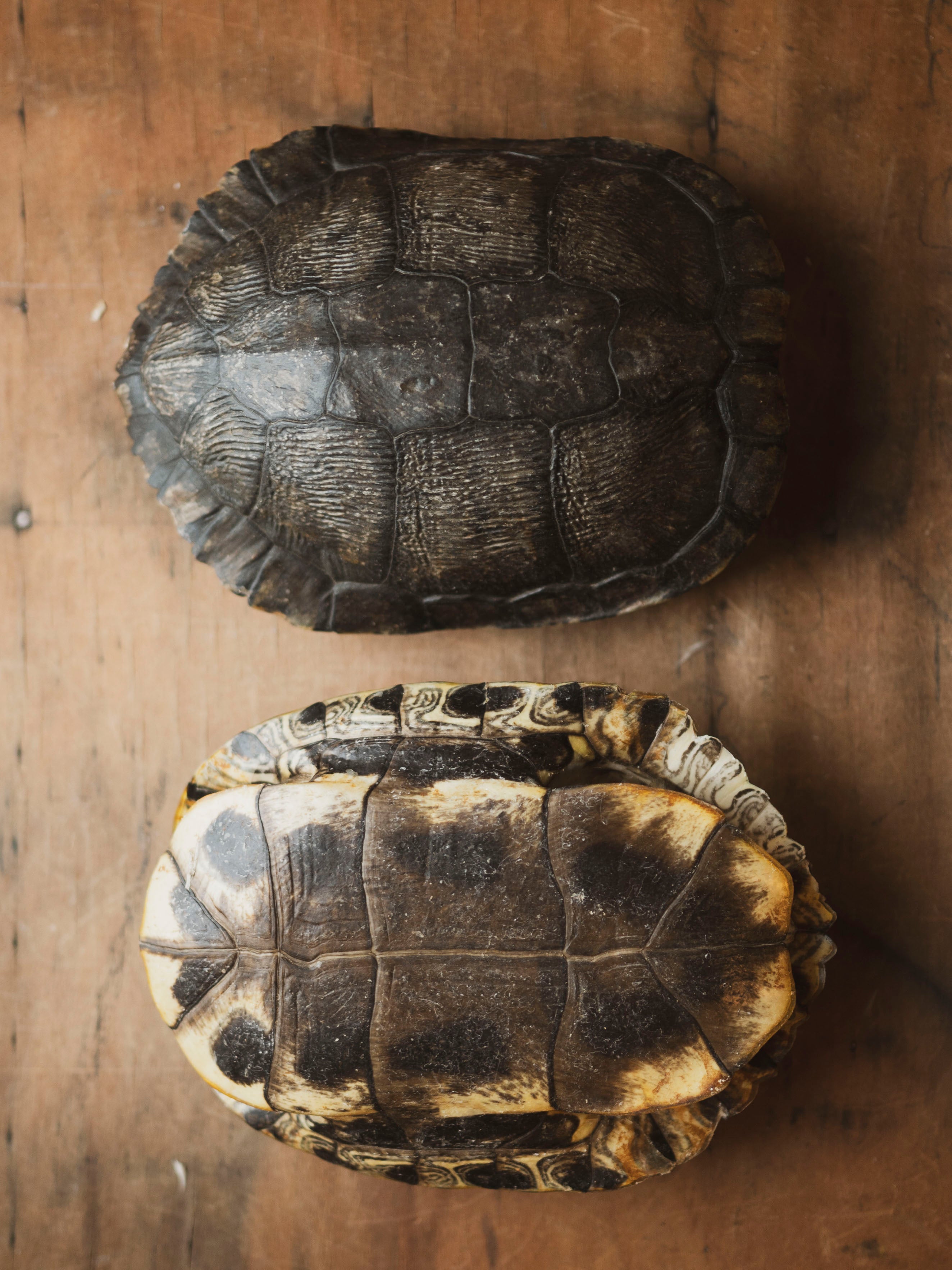 8-9" Red Eared Slider Turtle Shell, SB670