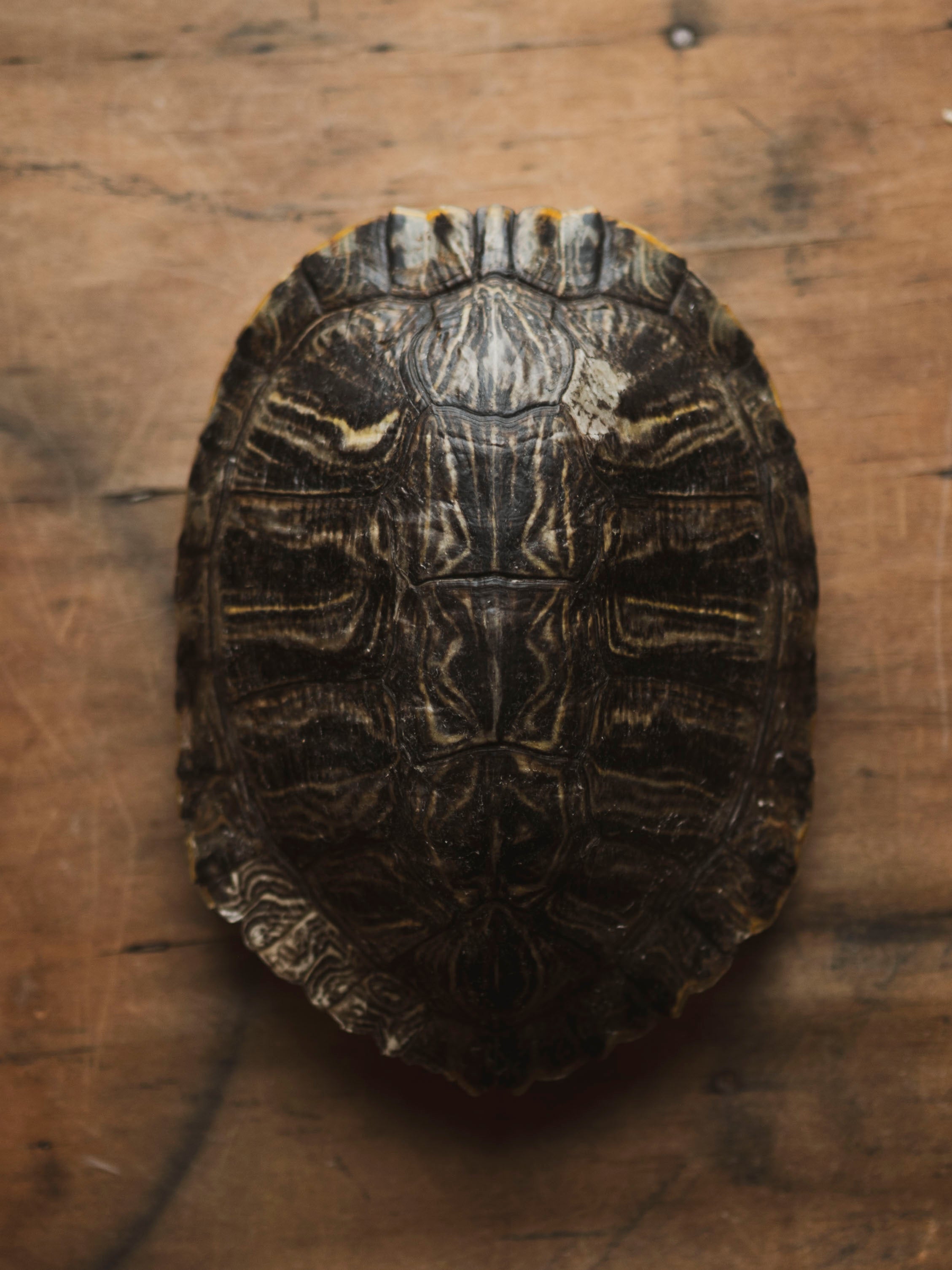 8-9" Red Eared Slider Turtle Shell, SB670
