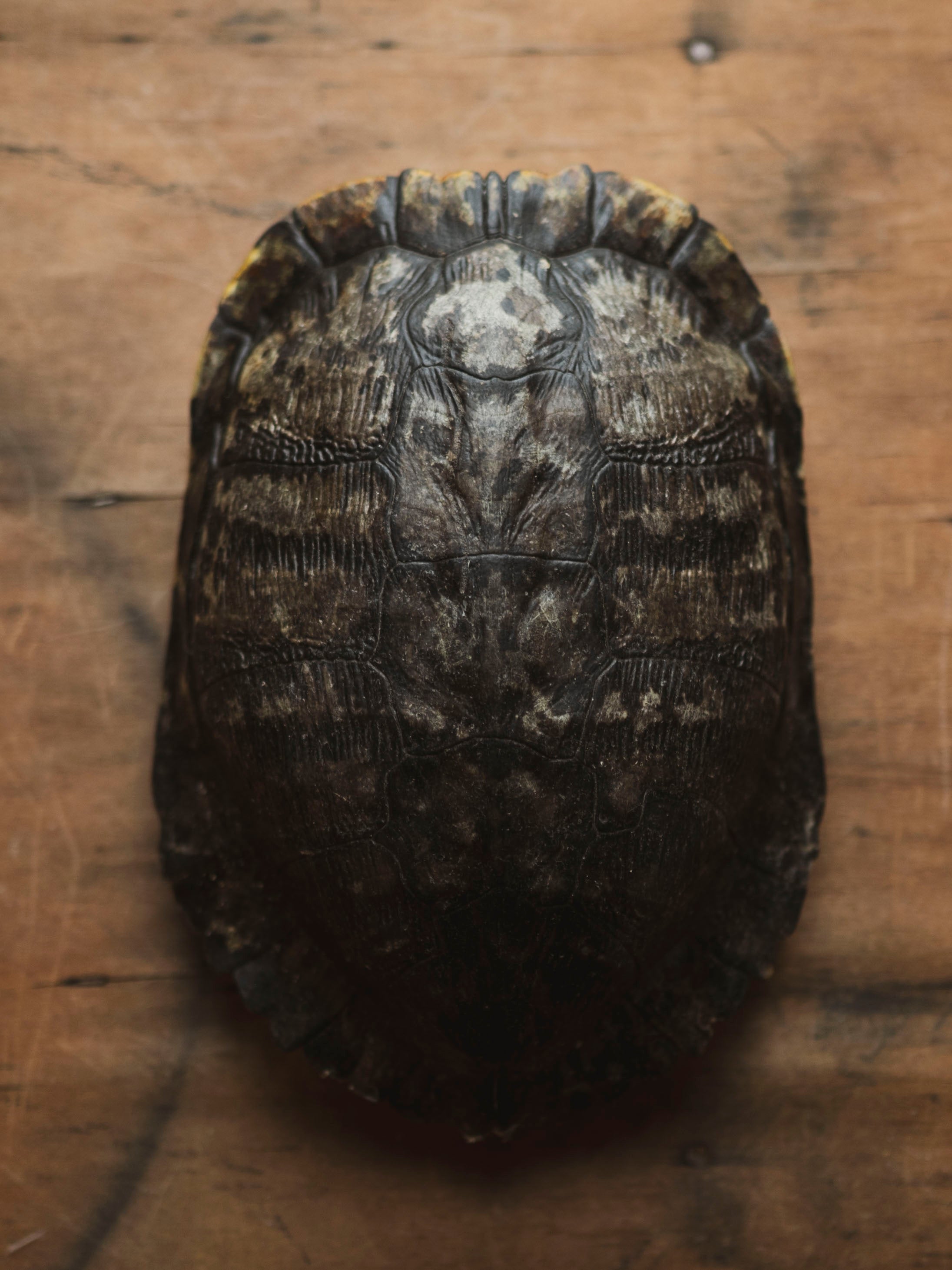 8-9" Red Eared Slider Turtle Shell, SB670